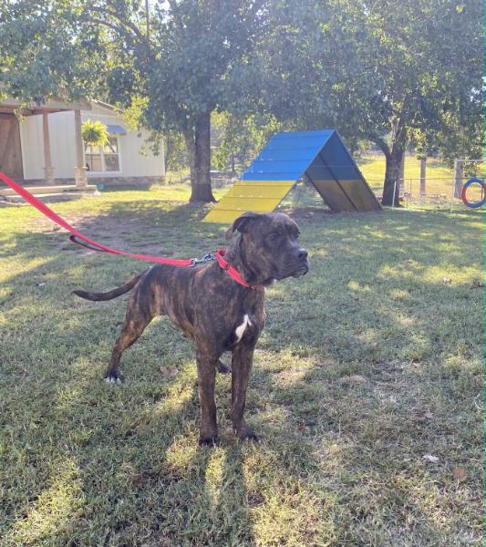 Enlarge Lincoln, a Adoptable Mixed Breed in Fairfield, NJ image 2/6