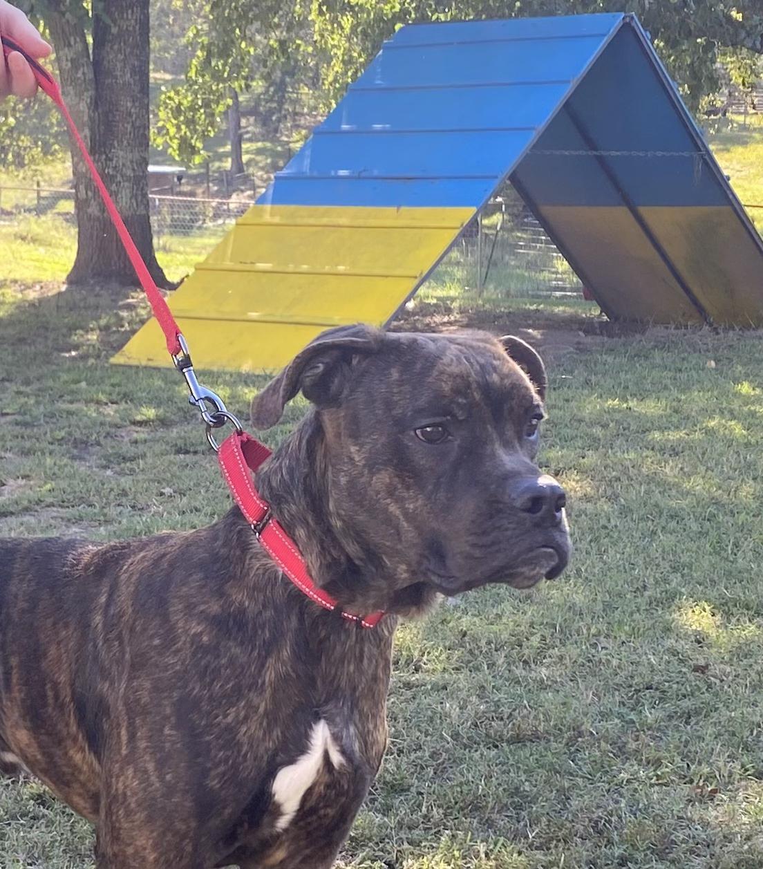 Enlarge Lincoln, a Adoptable Mixed Breed in Fairfield, NJ image 3/6