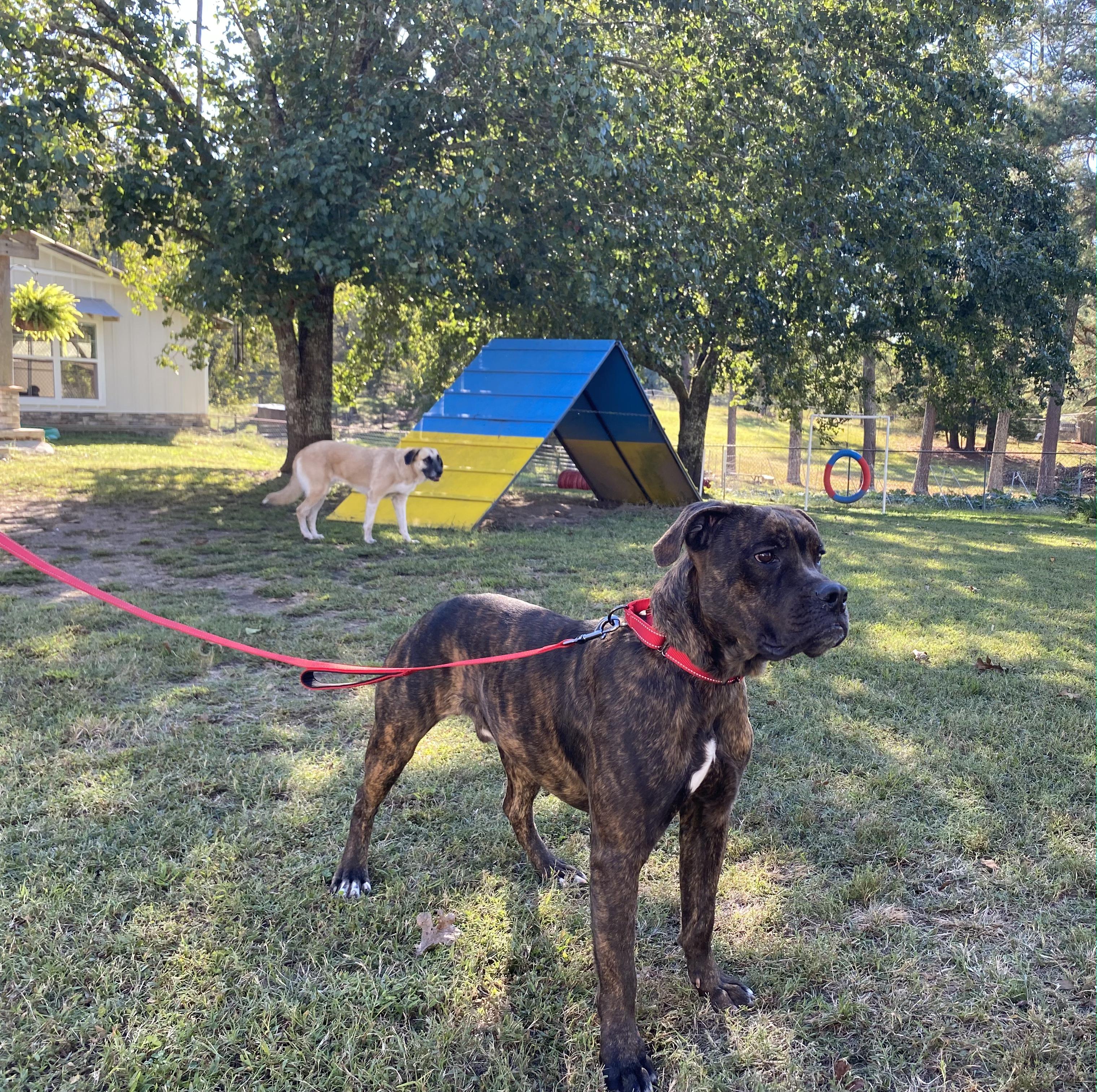 Enlarge Lincoln, a Adoptable Mixed Breed in Fairfield, NJ image 4/6