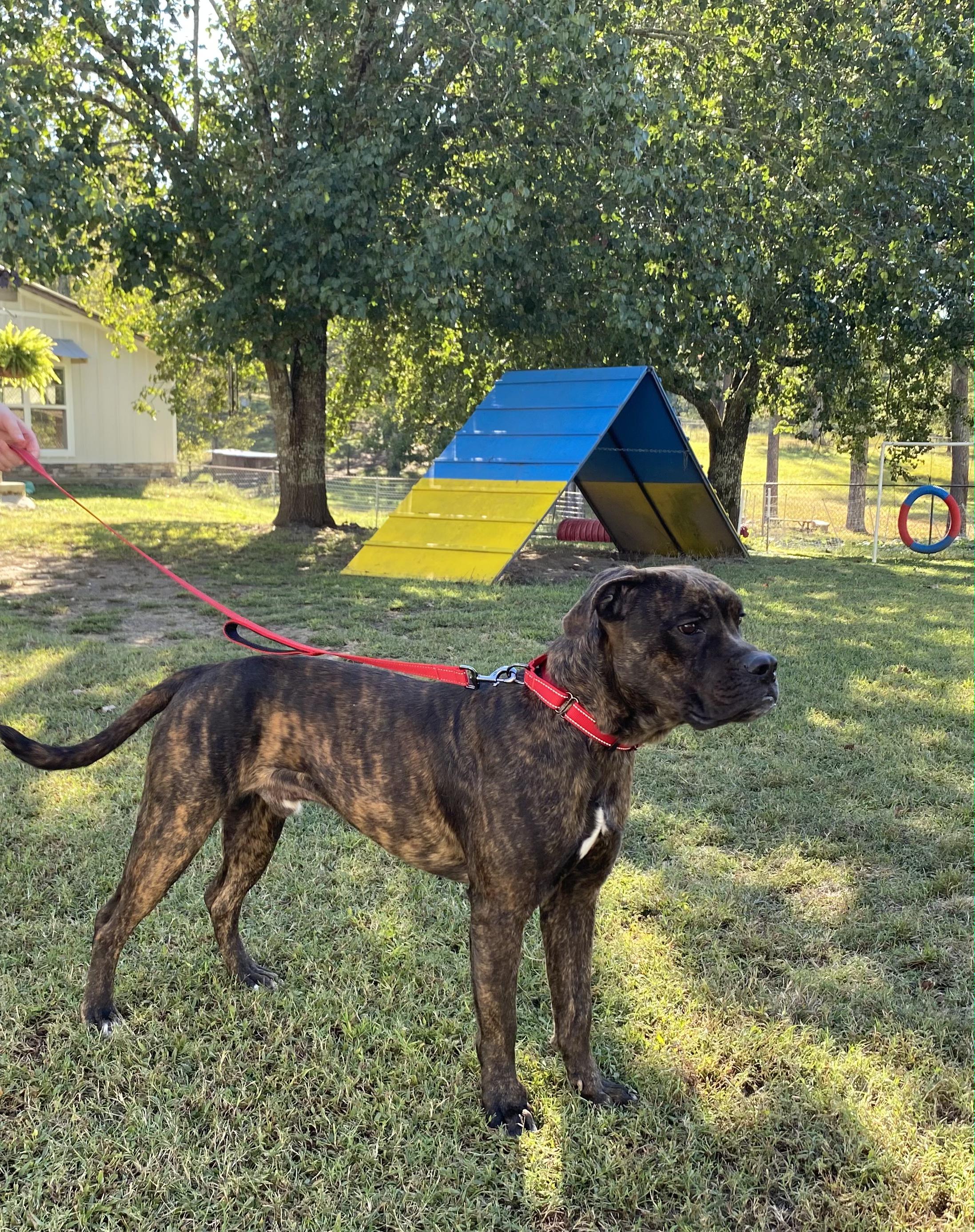 Enlarge Lincoln, a Adoptable Mixed Breed in Fairfield, NJ image 6/6