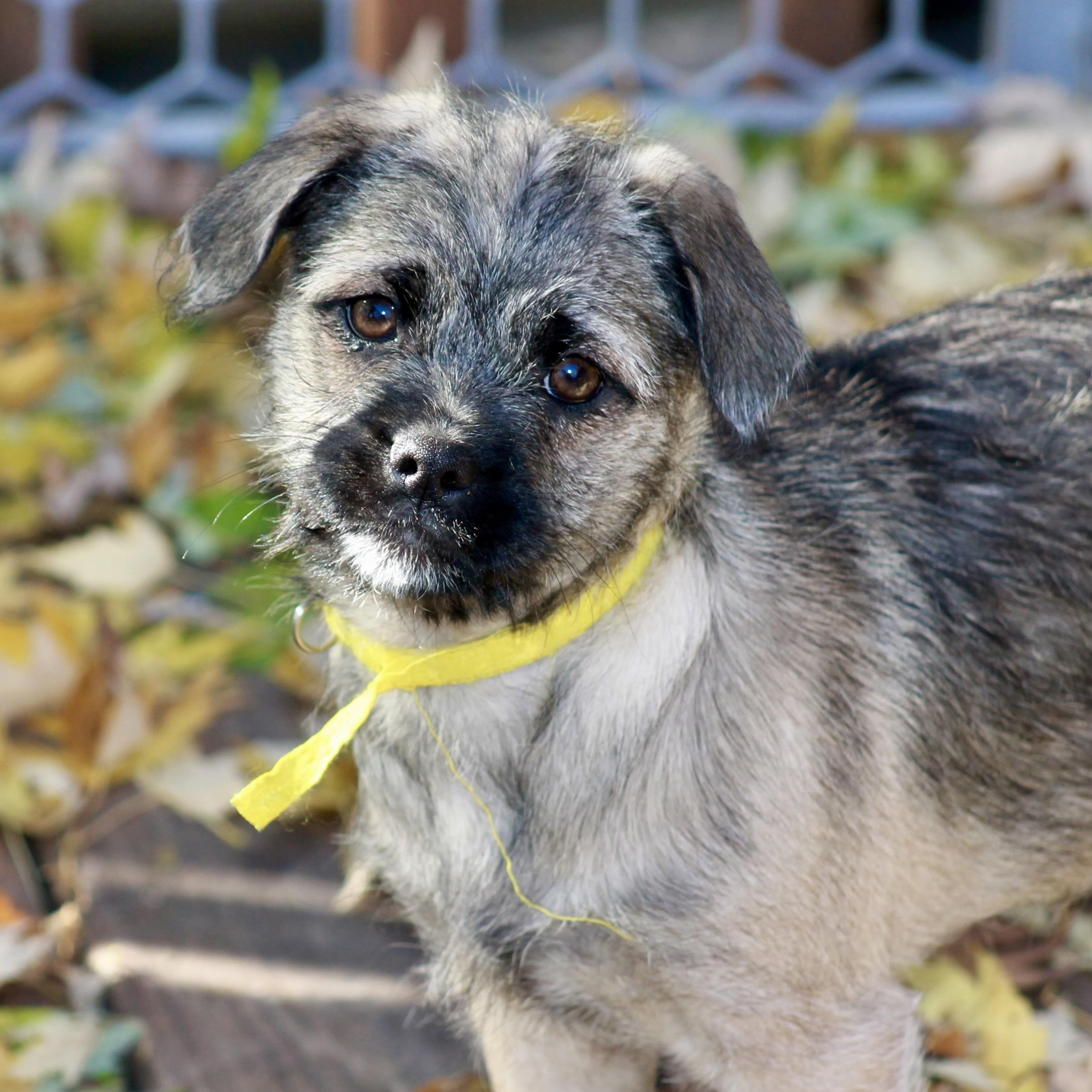 Hershey, an adoptable Pug, Aussiedoodle in Prior Lake, MN, 55372 | Photo Image 1
