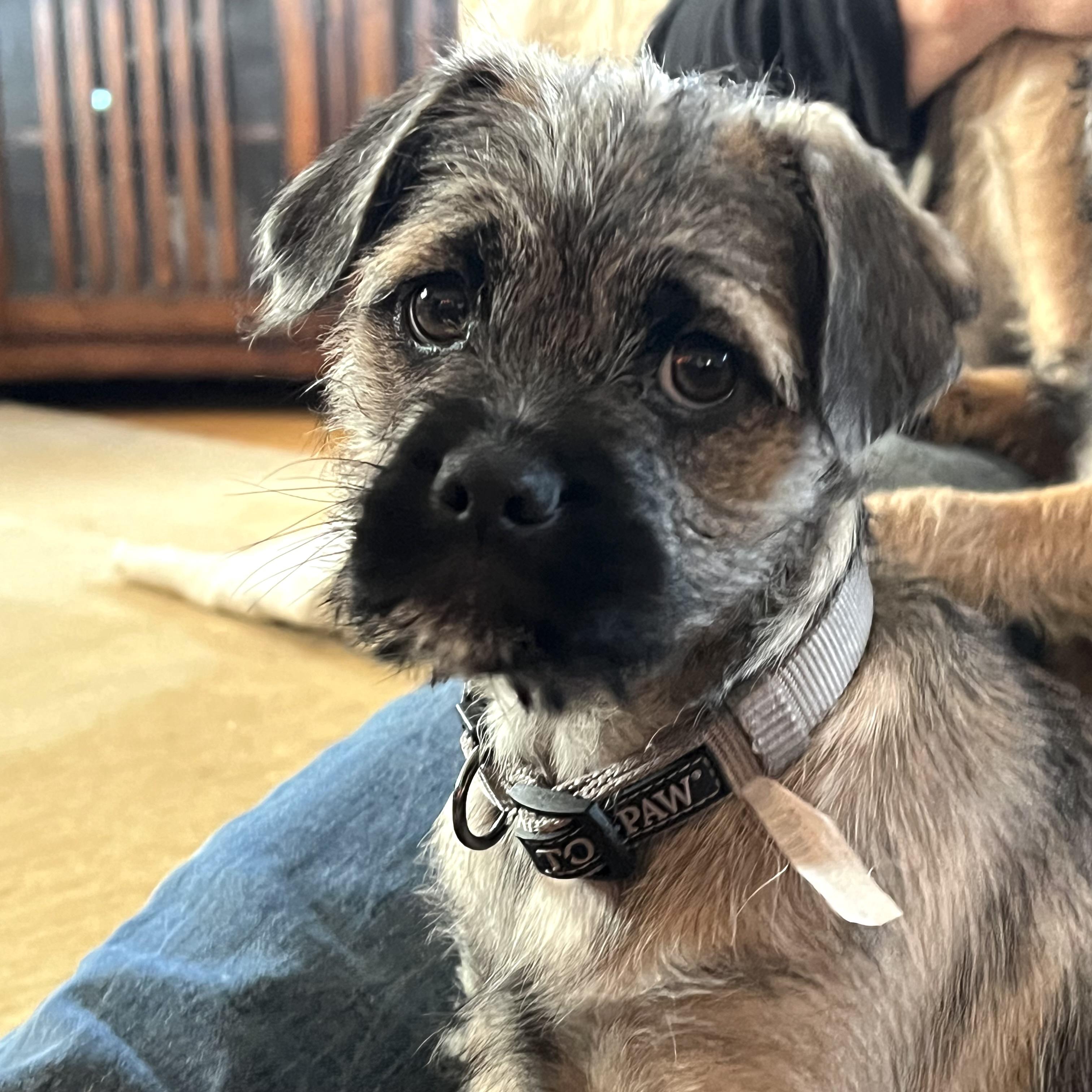 Hershey, an adoptable Pug, Aussiedoodle in Prior Lake, MN, 55372 | Photo Image 4