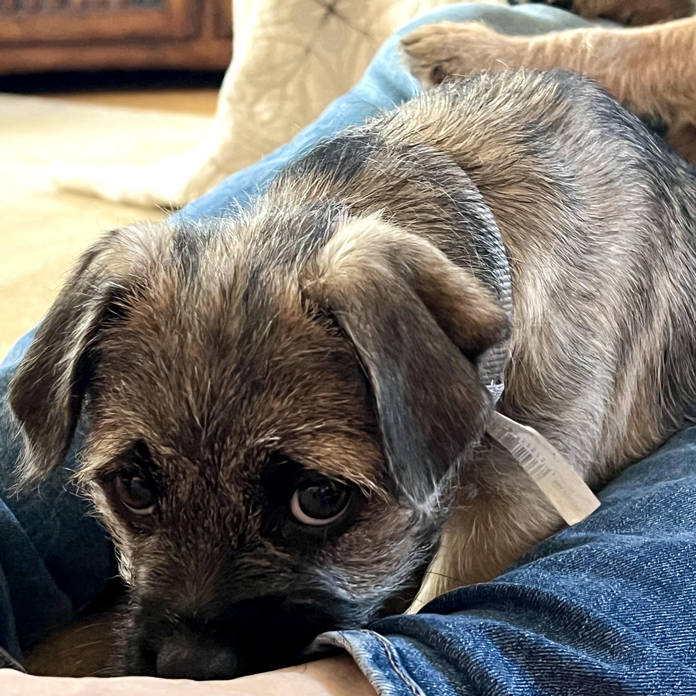 Hershey, an adoptable Pug, Aussiedoodle in Prior Lake, MN, 55372 | Photo Image 3