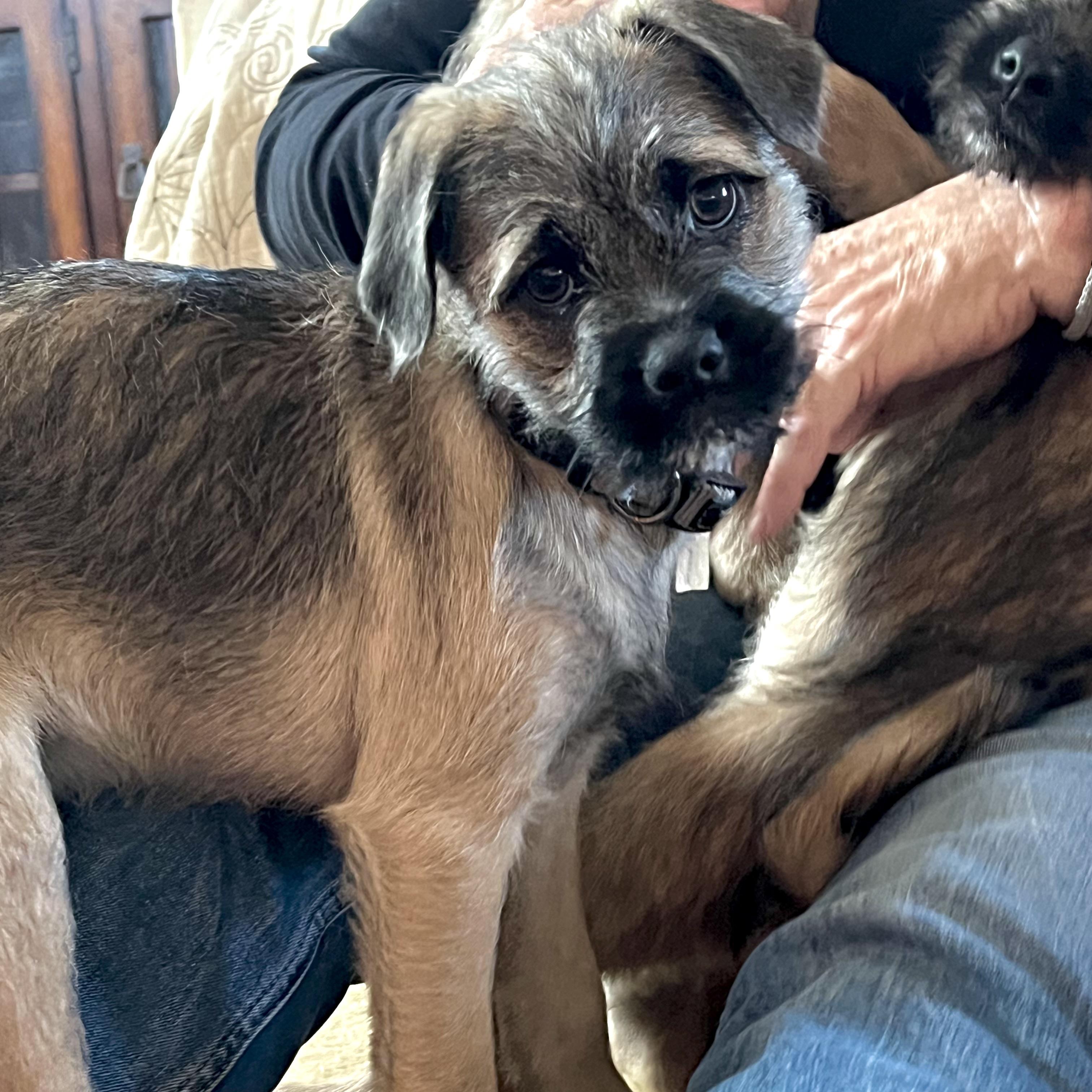 Hershey, an adoptable Pug, Aussiedoodle in Prior Lake, MN, 55372 | Photo Image 2