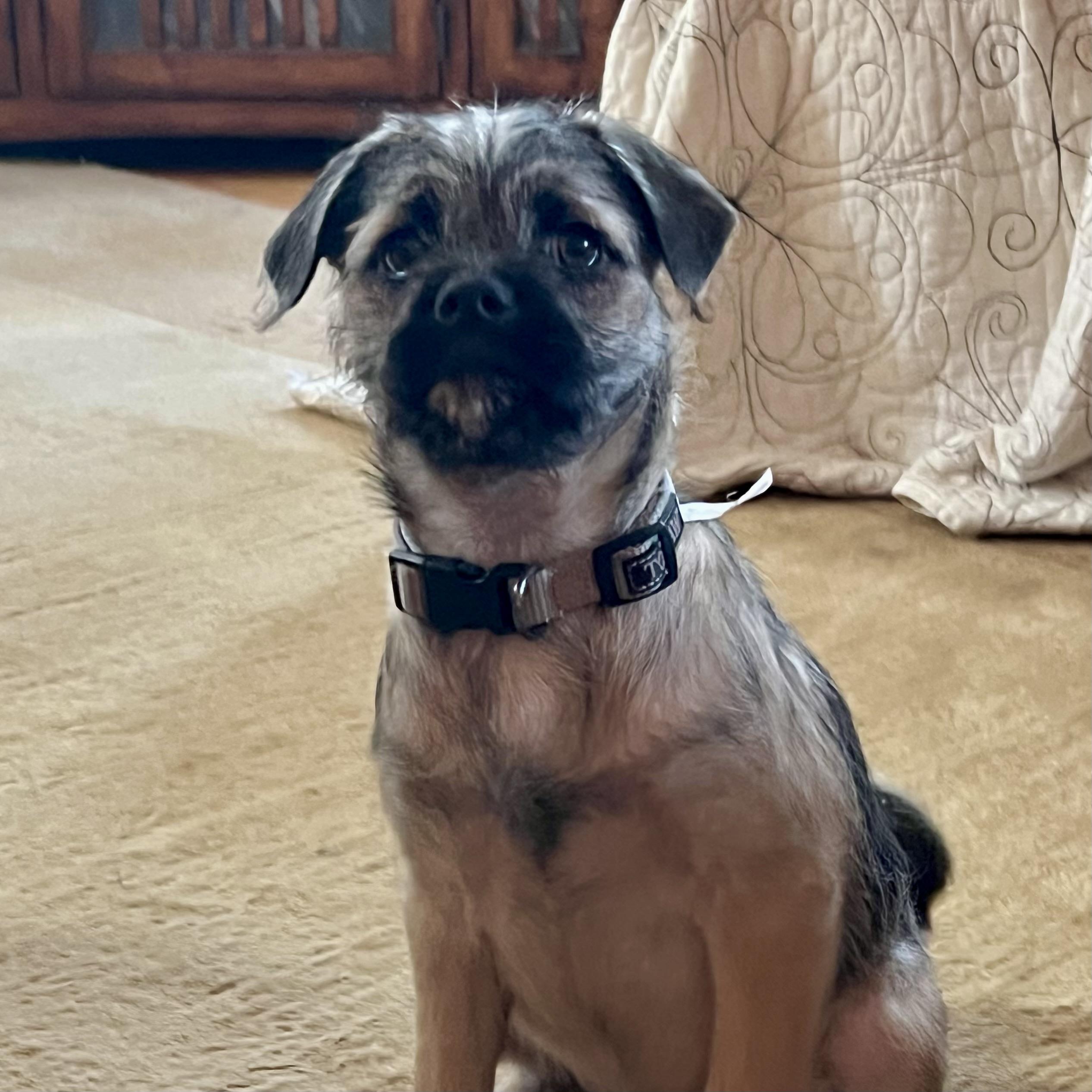 Hershey, an adoptable Pug, Aussiedoodle in Prior Lake, MN, 55372 | Photo Image 5