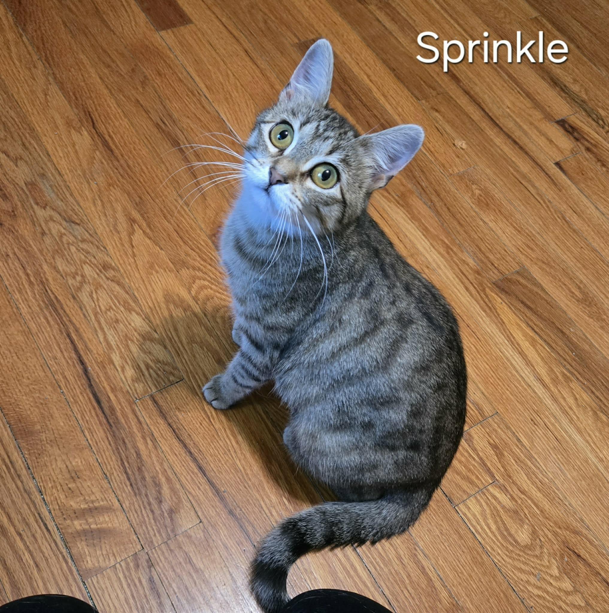 Enlarge Sprinkle, a ADOPTABLE Domestic Short Hair in Sedalia, MO image 5/5