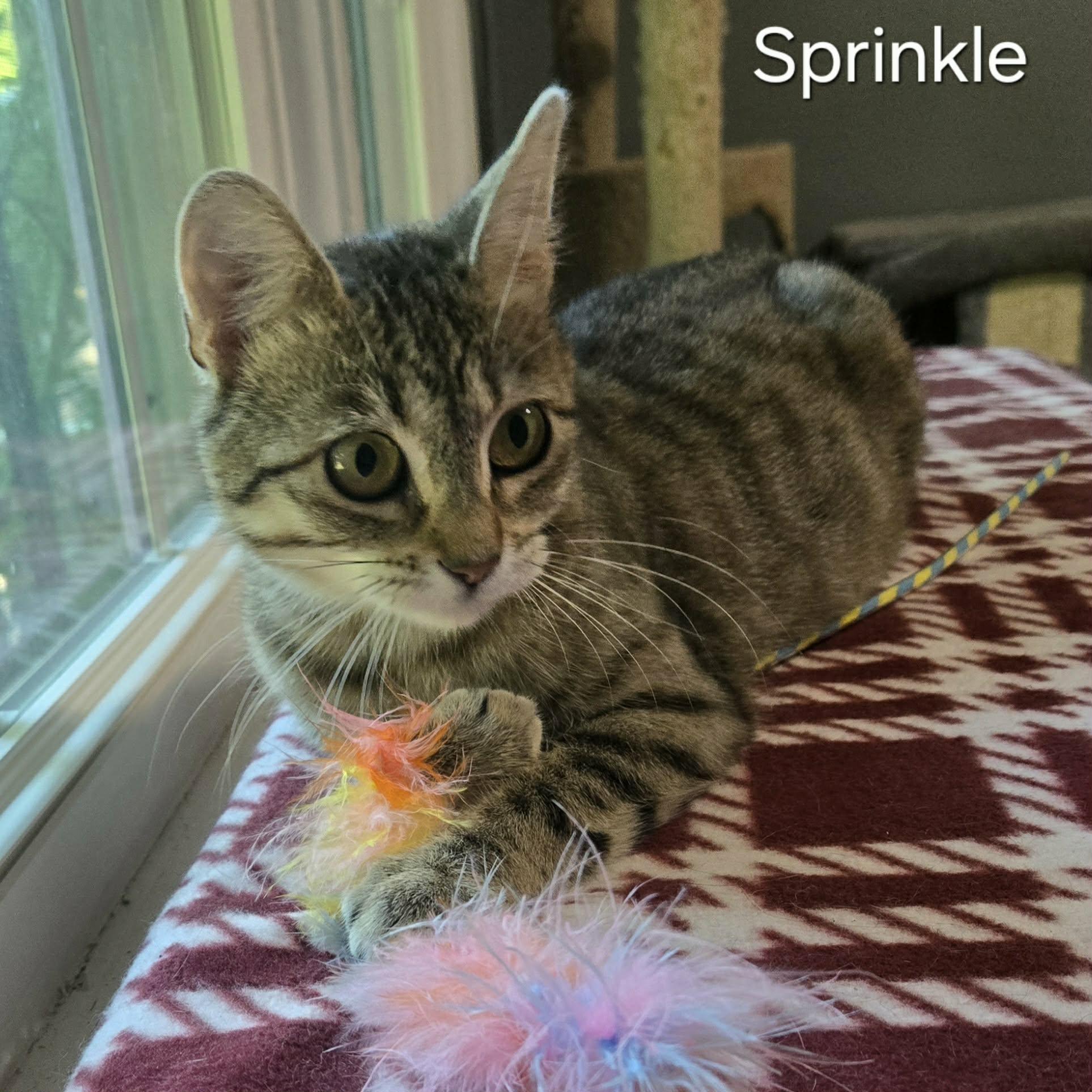 Enlarge Sprinkle, a ADOPTABLE Domestic Short Hair in Sedalia, MO image 2/5