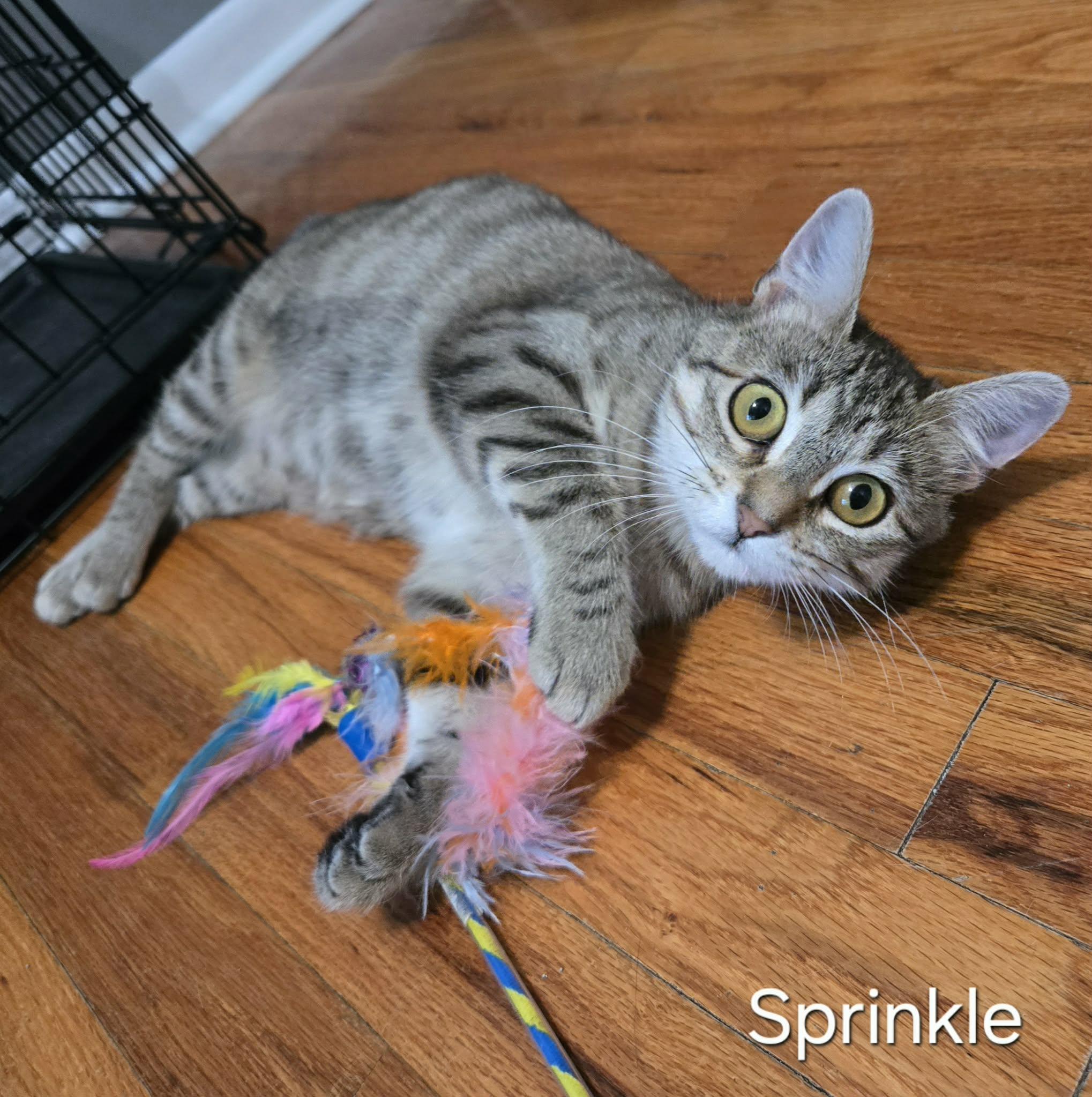 Sprinkle, ADOPTABLE, Kitten Female Domestic Short Hair.