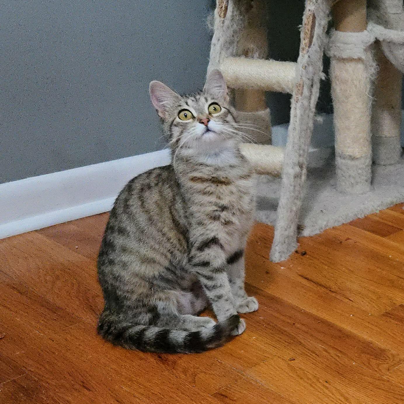 Enlarge Sprinkle, a ADOPTABLE Domestic Short Hair in Sedalia, MO image 4/5