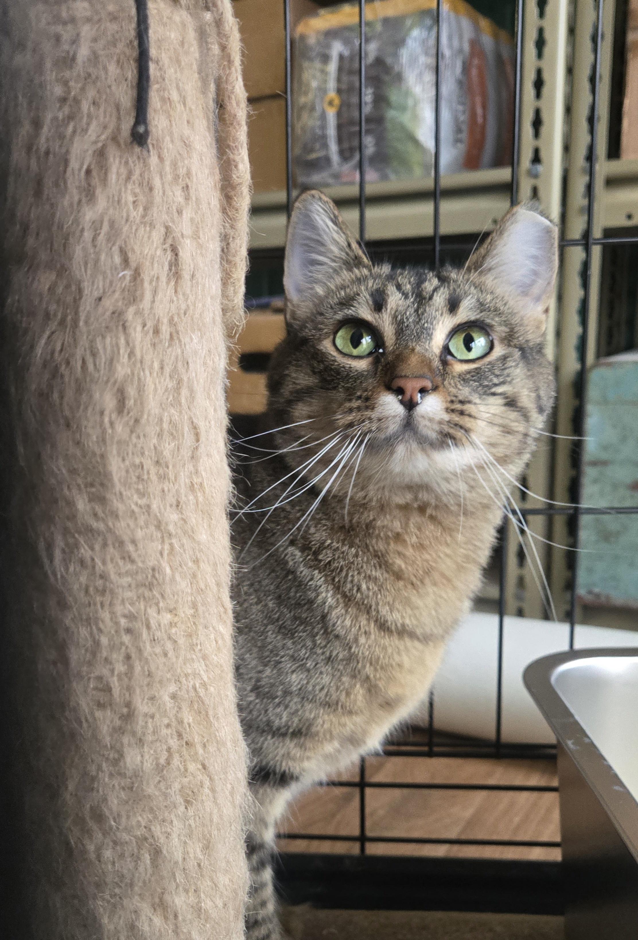 Reese, a Adoptable Domestic Short Hair in Reeseville, WI image 1/4