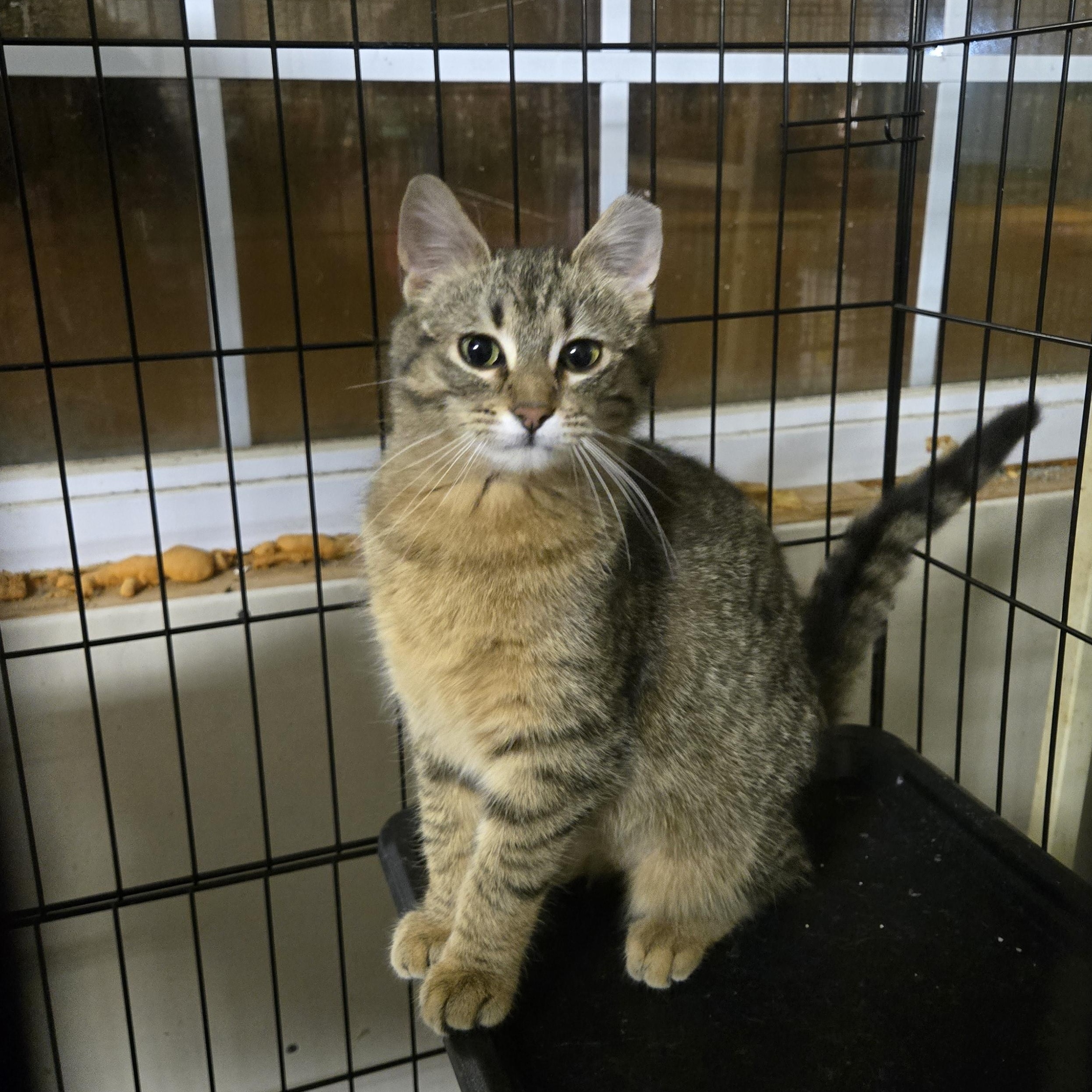 Reese, an adoptable Domestic Short Hair in Reeseville, WI, 53579 | Photo Image 1