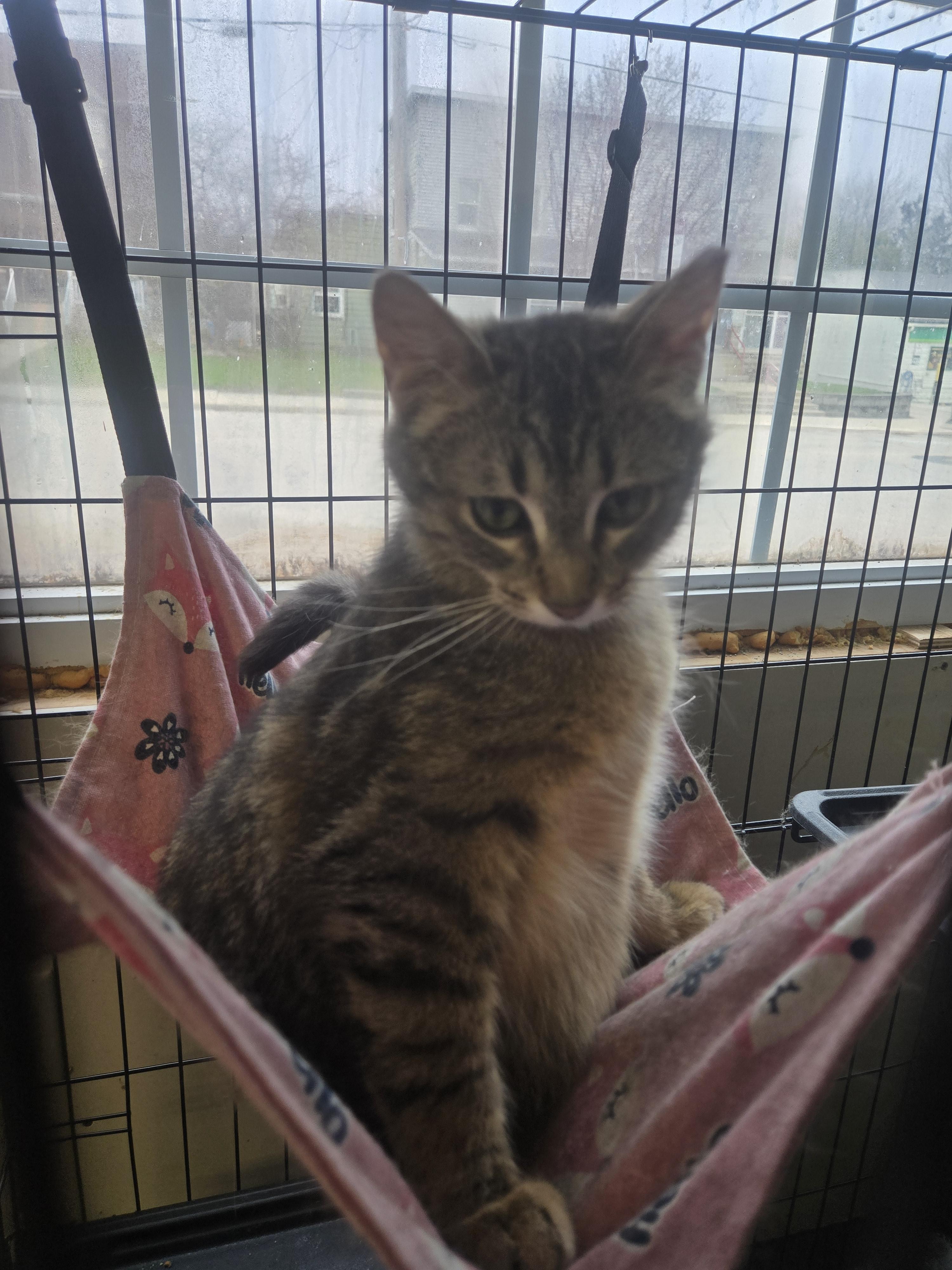 Reese, an adoptable Domestic Short Hair in Reeseville, WI, 53579 | Photo Image 4