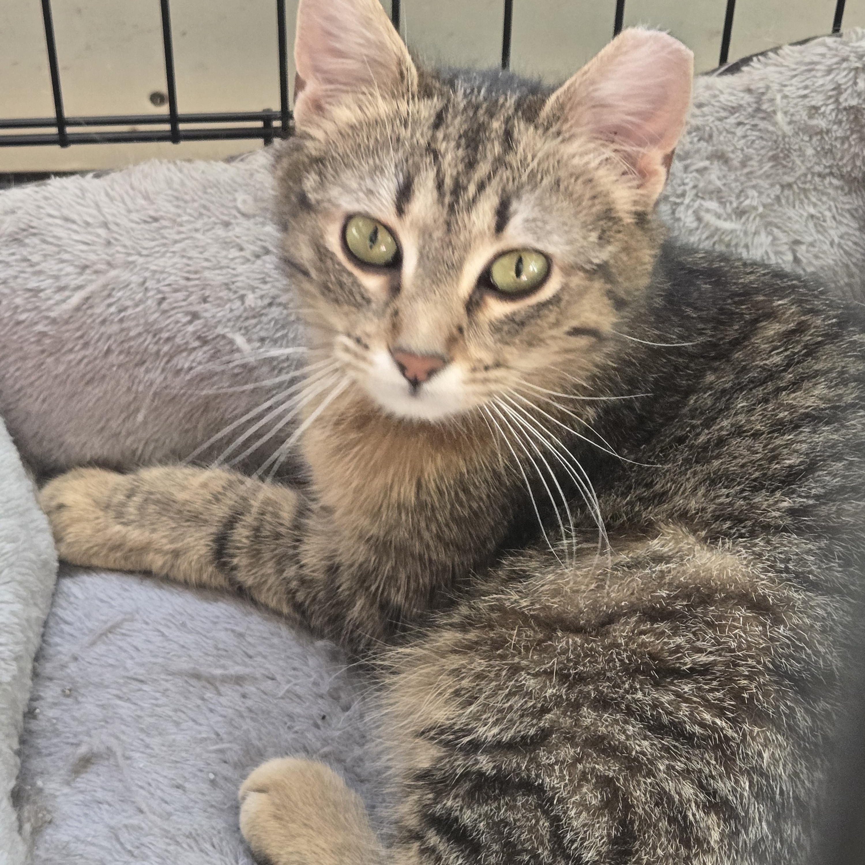 Reese, an adoptable Domestic Short Hair in Reeseville, WI, 53579 | Photo Image 2