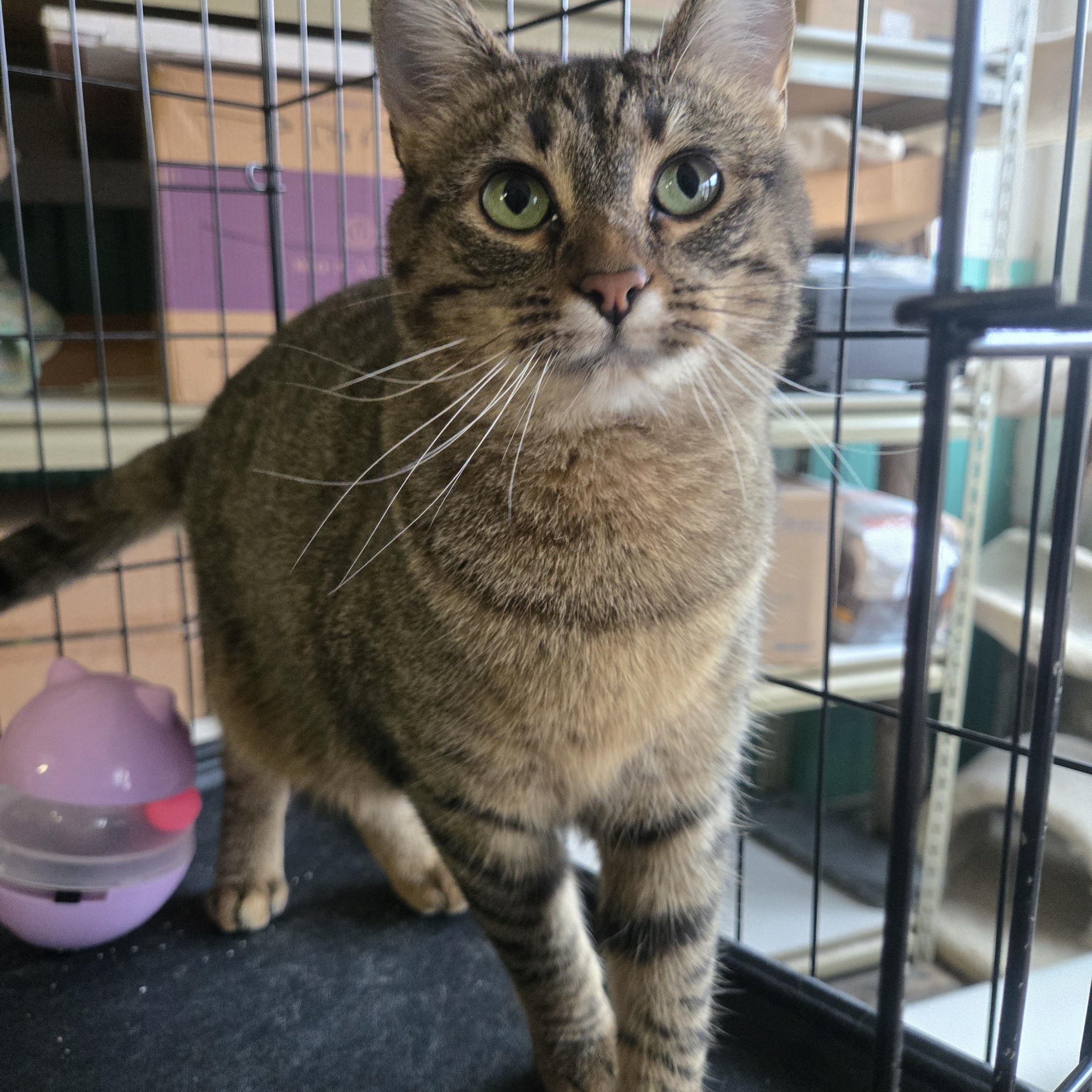 Reese, a Adoptable Domestic Short Hair in Reeseville, WI image 2/4