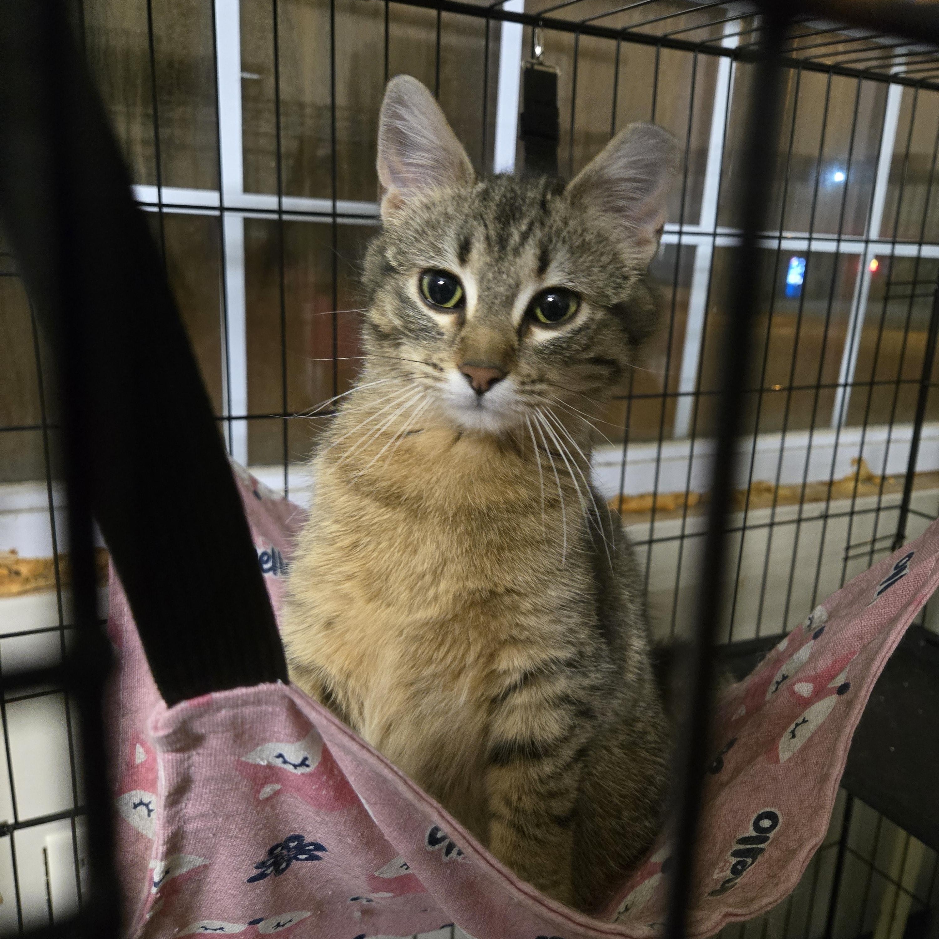 Reese, an adoptable Domestic Short Hair in Reeseville, WI, 53579 | Photo Image 3