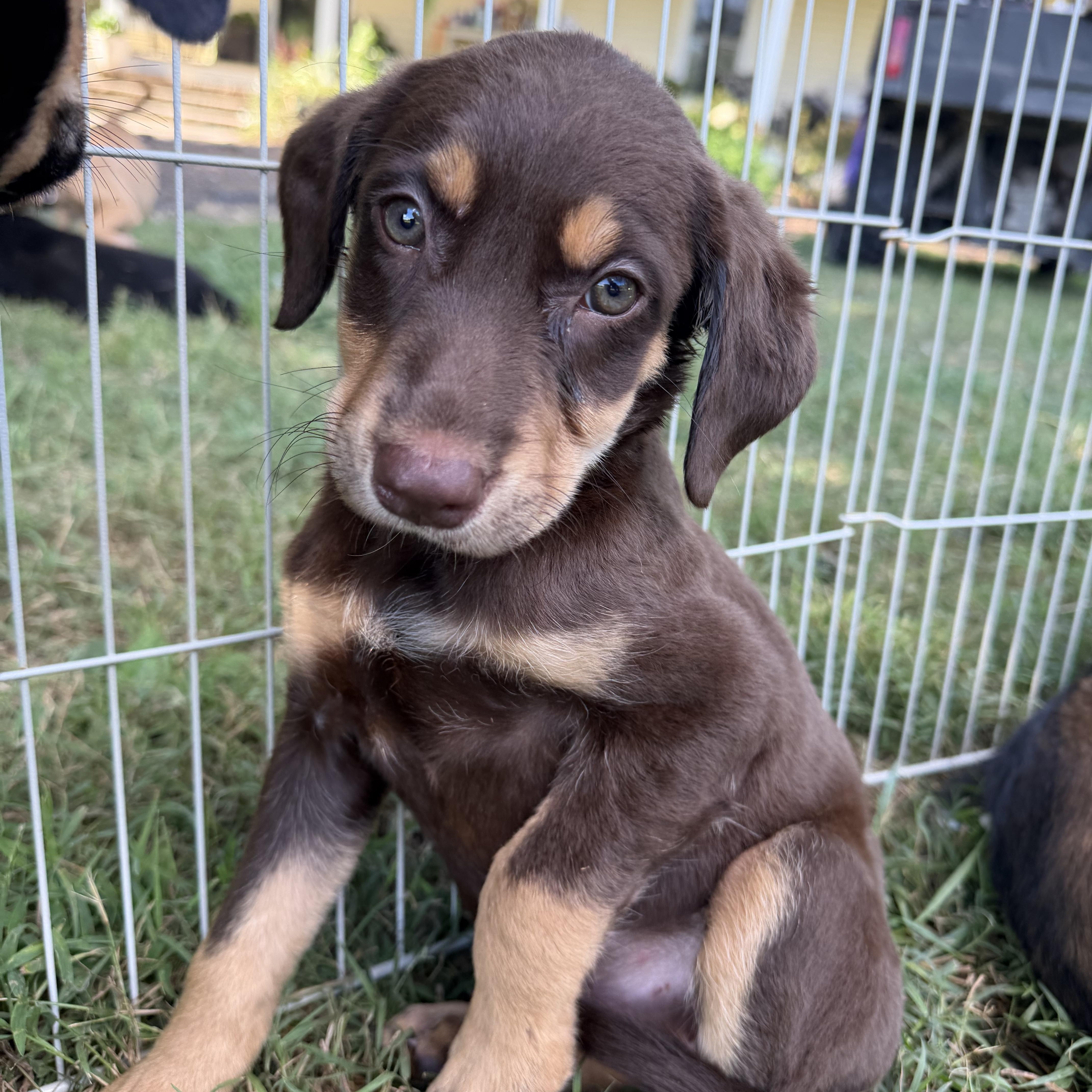 Enlarge Trinity, a Adoptable mixed breed in Monroe, NC image 2/3