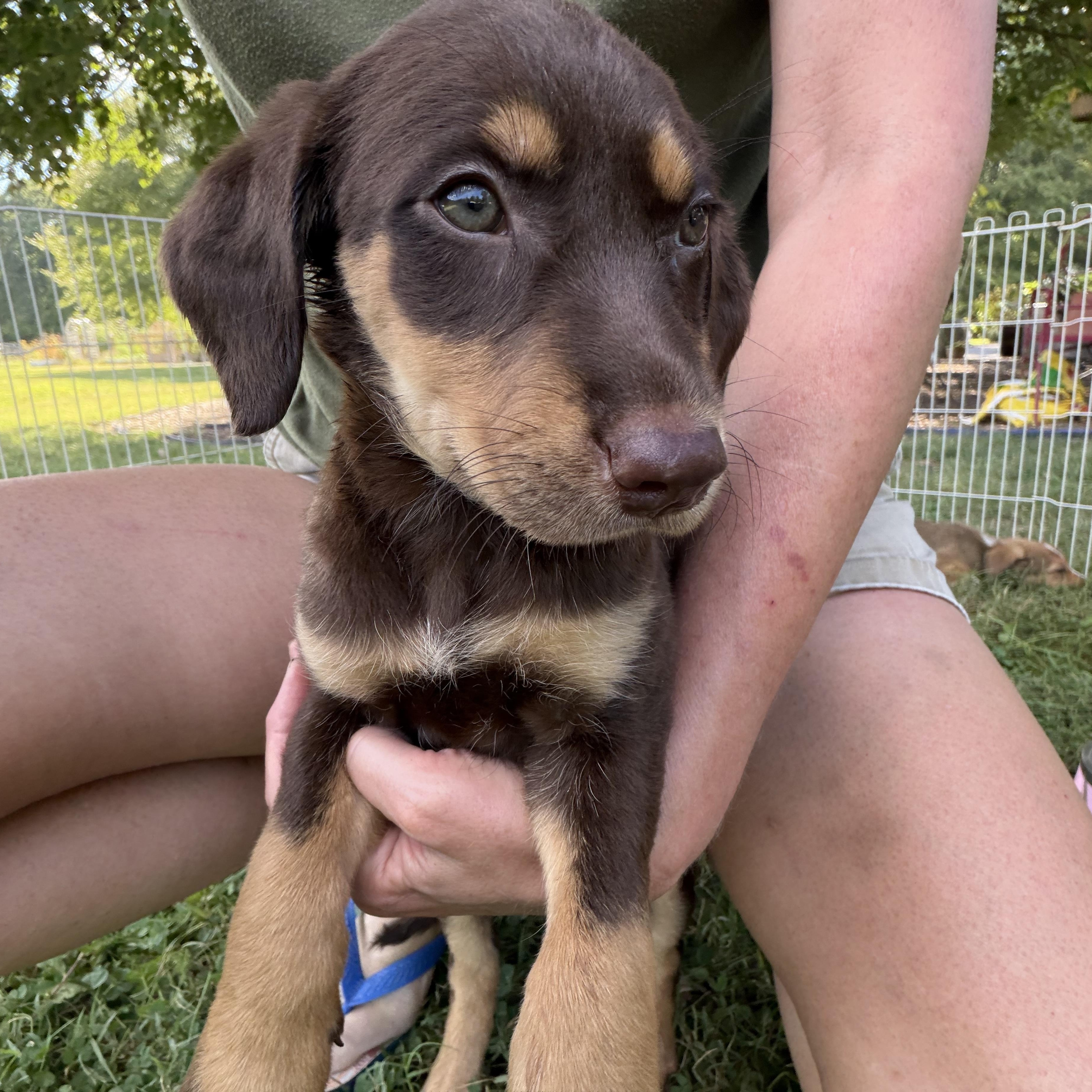 Enlarge Trinity, a Adoptable mixed breed in Monroe, NC image 3/3