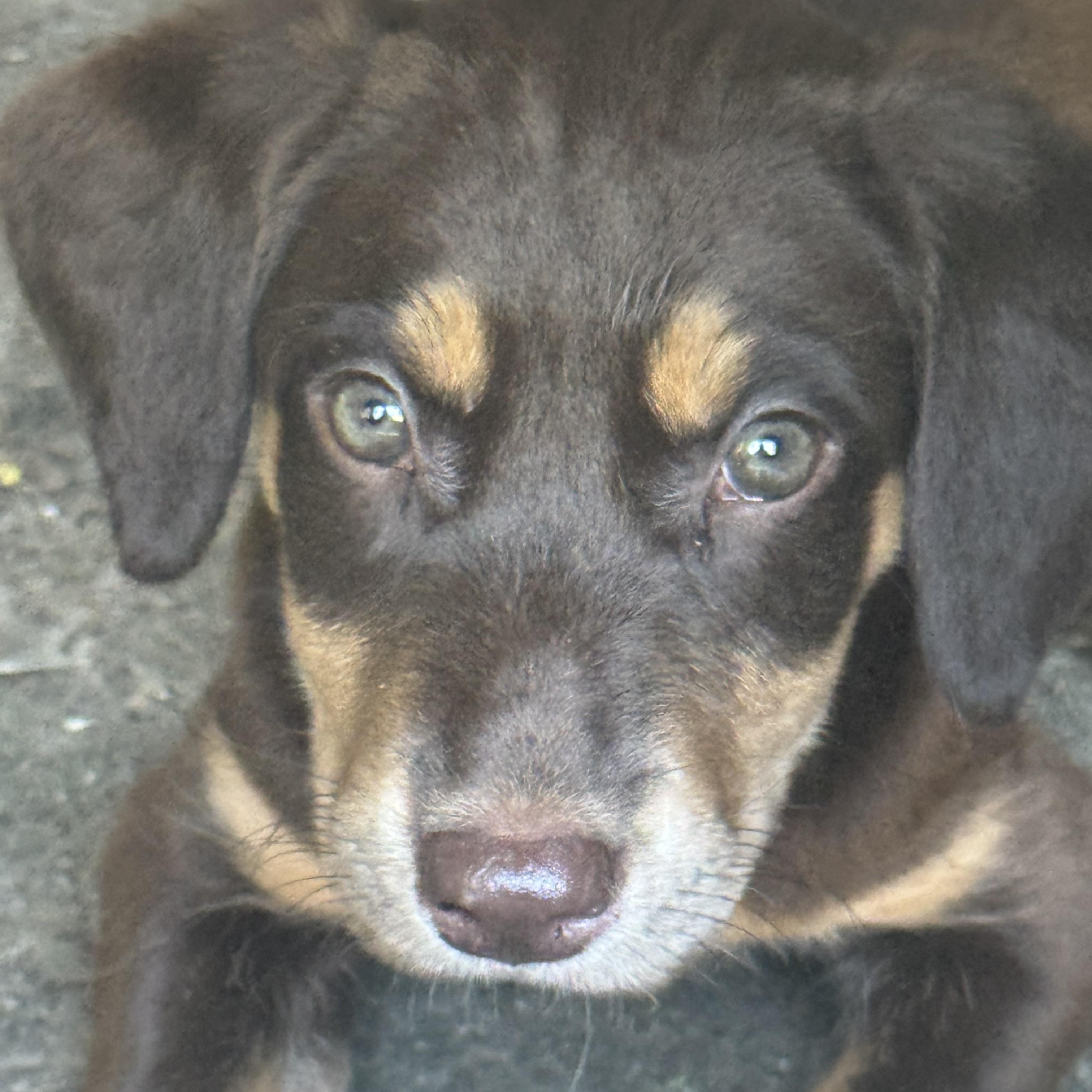 Enlarge Trinity, a Adoptable mixed breed in Monroe, NC image 1/3