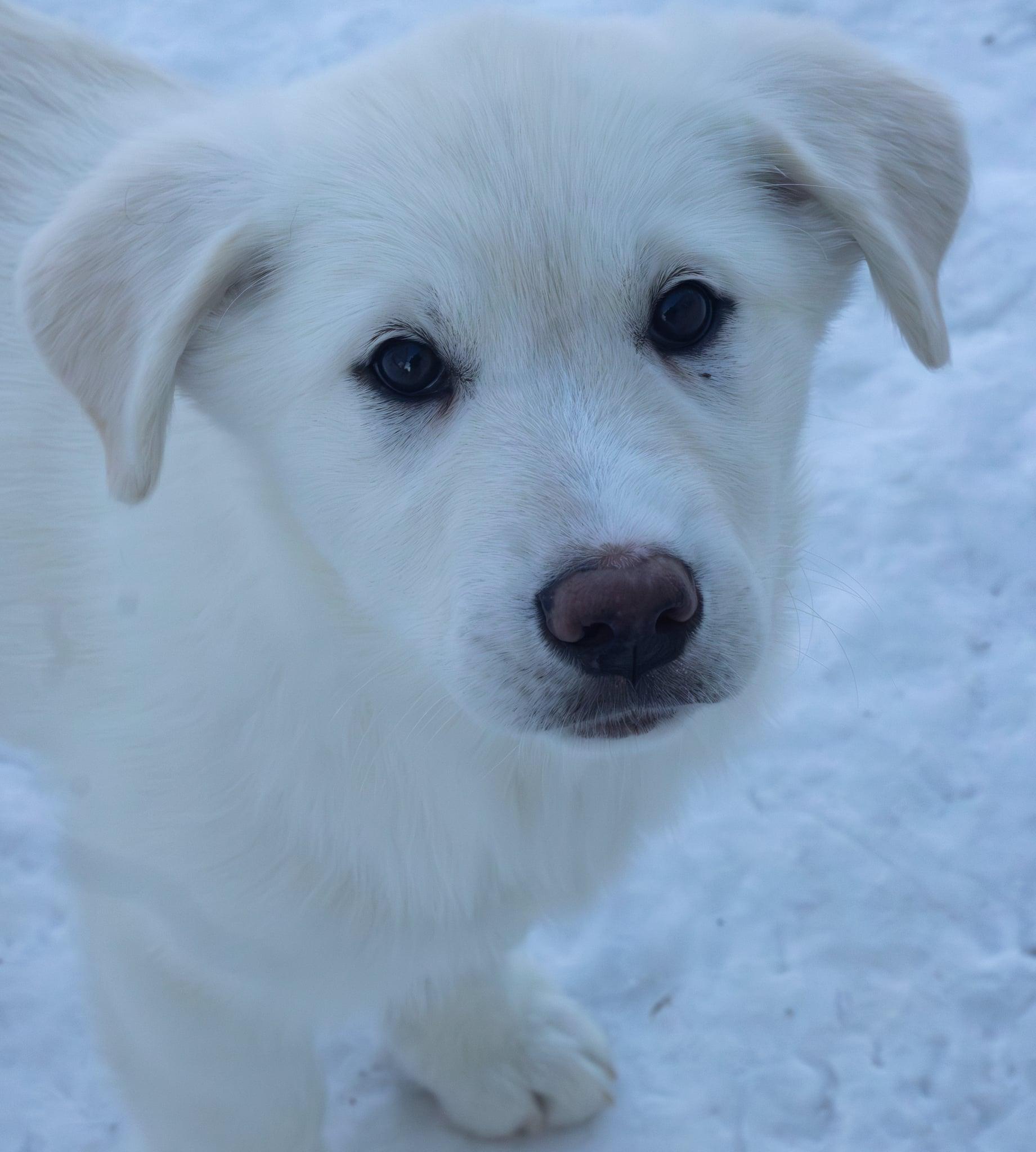 Snowcap (The Mountain Litter) , adopted, Puppy Female Great Pyrenees & Shepherd.