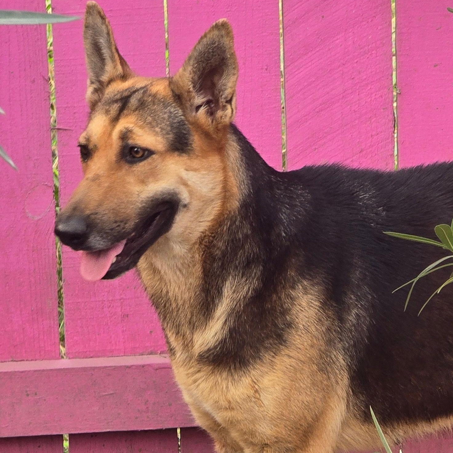 Enlarge Chelo, a Adoptable mixed breed in Brattleboro, VT image 2/6