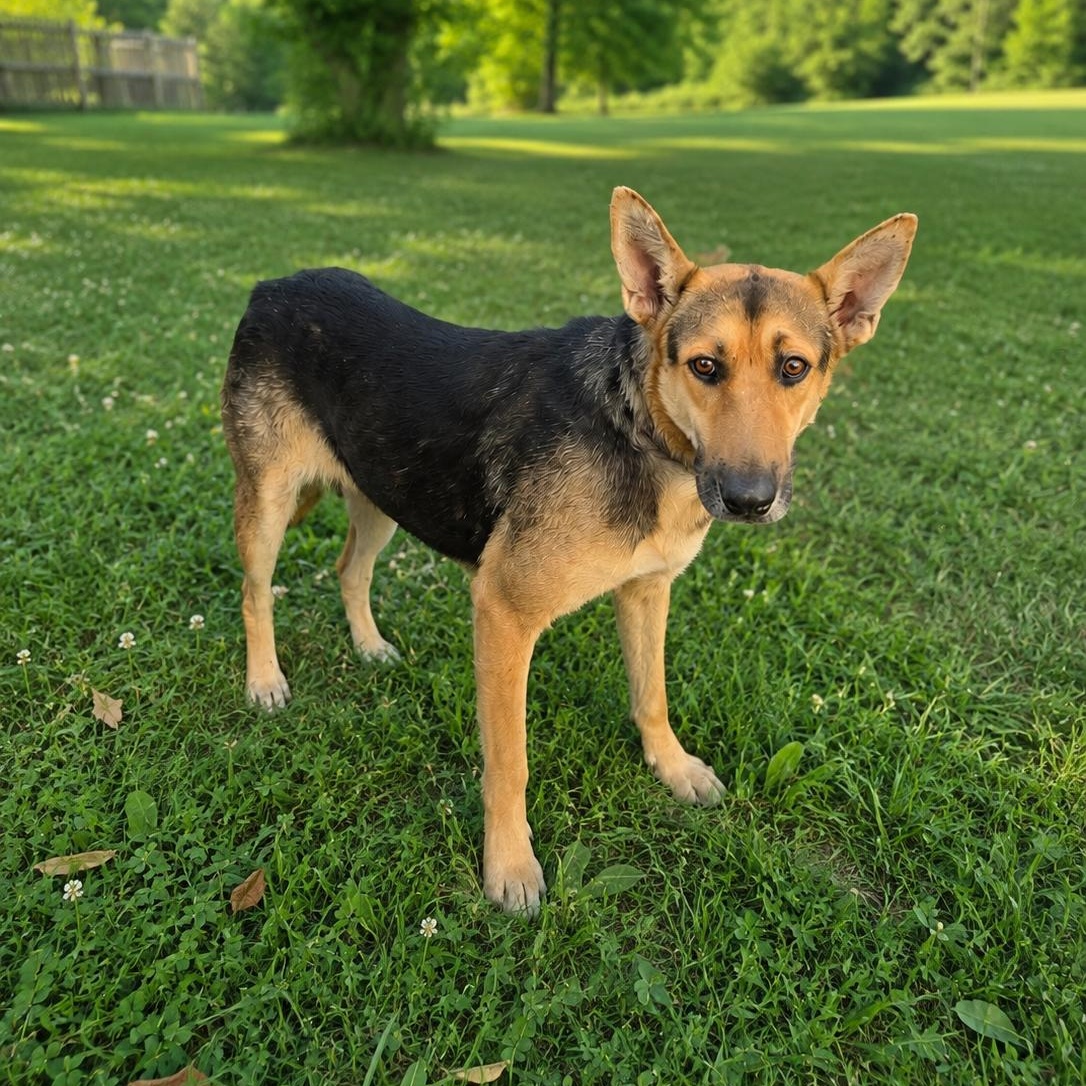 Enlarge Chelo, a Adoptable mixed breed in Brattleboro, VT image 6/6