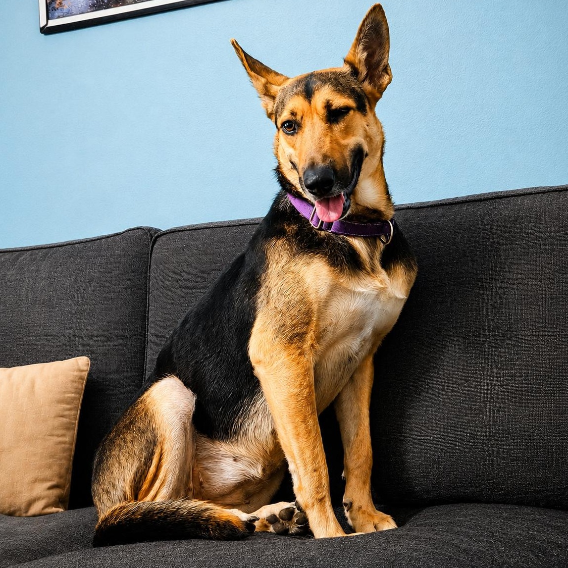 Enlarge Chelo, a Adoptable mixed breed in Brattleboro, VT image 1/6