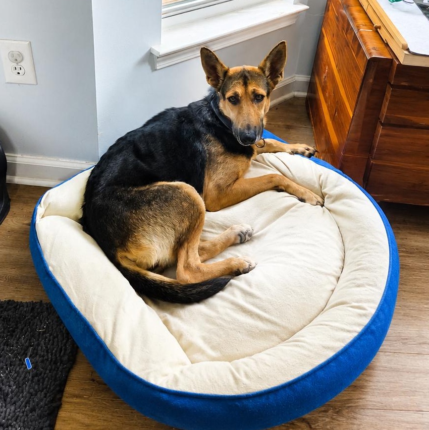 Enlarge Chelo, a Adoptable mixed breed in Brattleboro, VT image 5/6