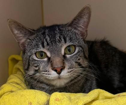 Rayo, Adoptable, Adult Male Domestic Short Hair & Domestic Short Hair.