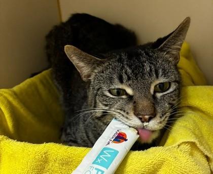 Enlarge Rayo, a Adoptable mixed breed in Fairfax, VA image 2/3