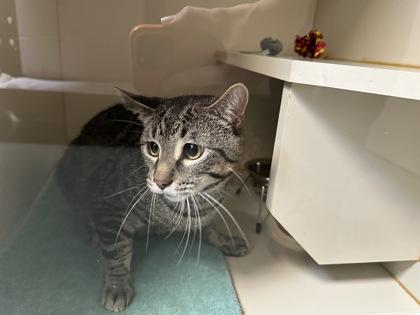 Enlarge Rayo, a Adoptable mixed breed in Fairfax, VA image 3/3