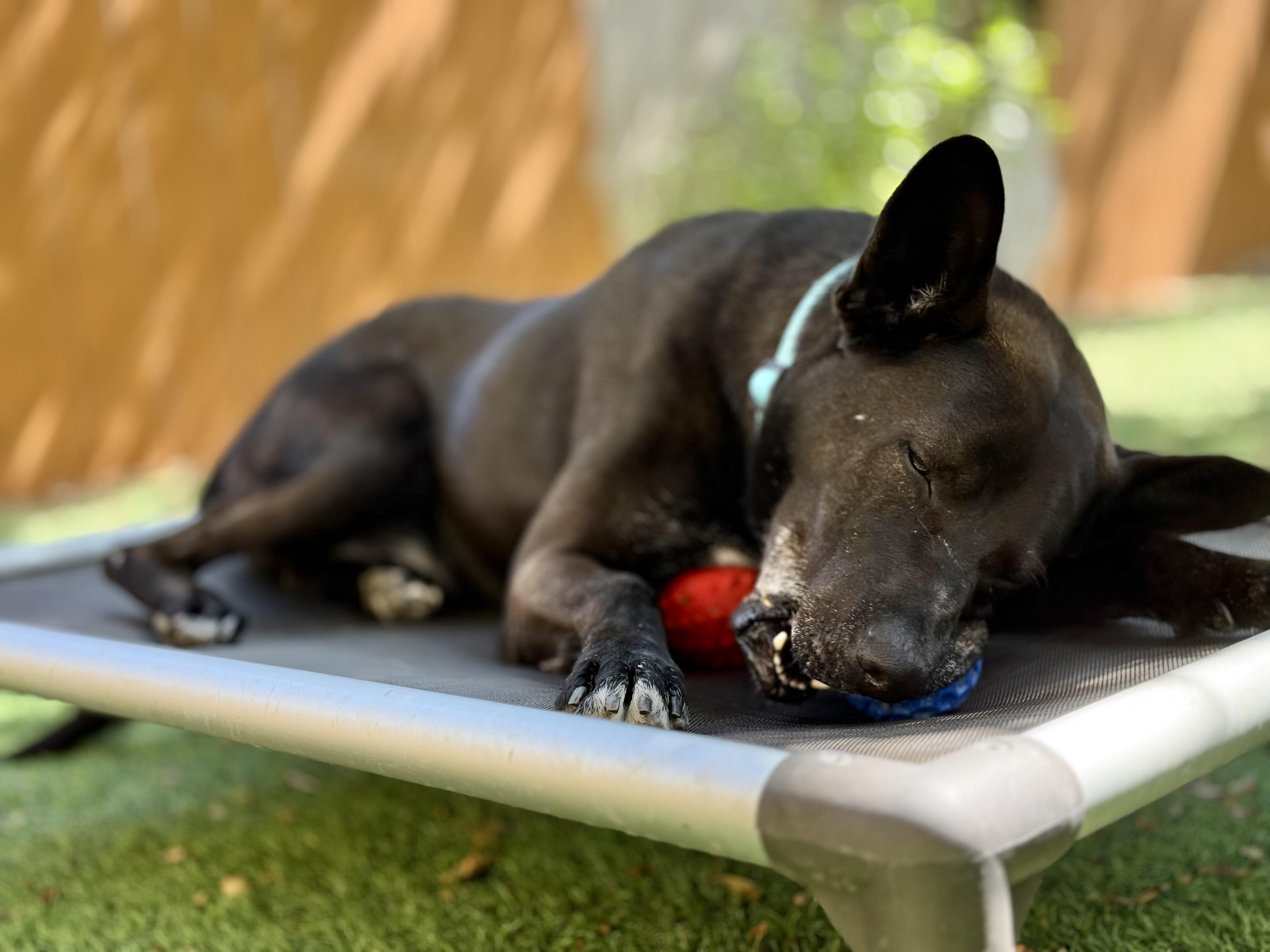 Theo, a Adoptable mixed breed in San Diego, CA image 3/4
