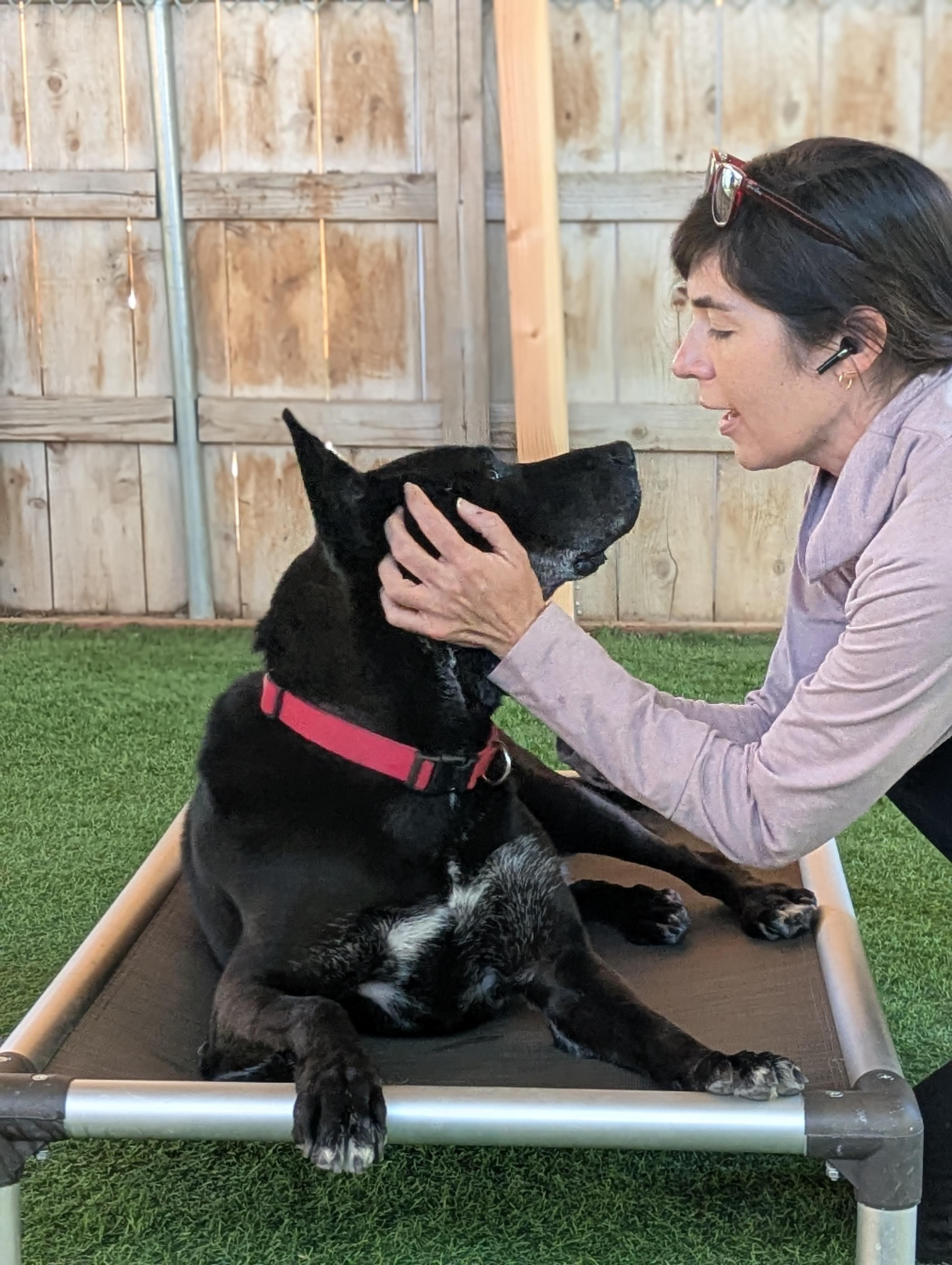 Theo, a Adoptable mixed breed in San Diego, CA image 2/4