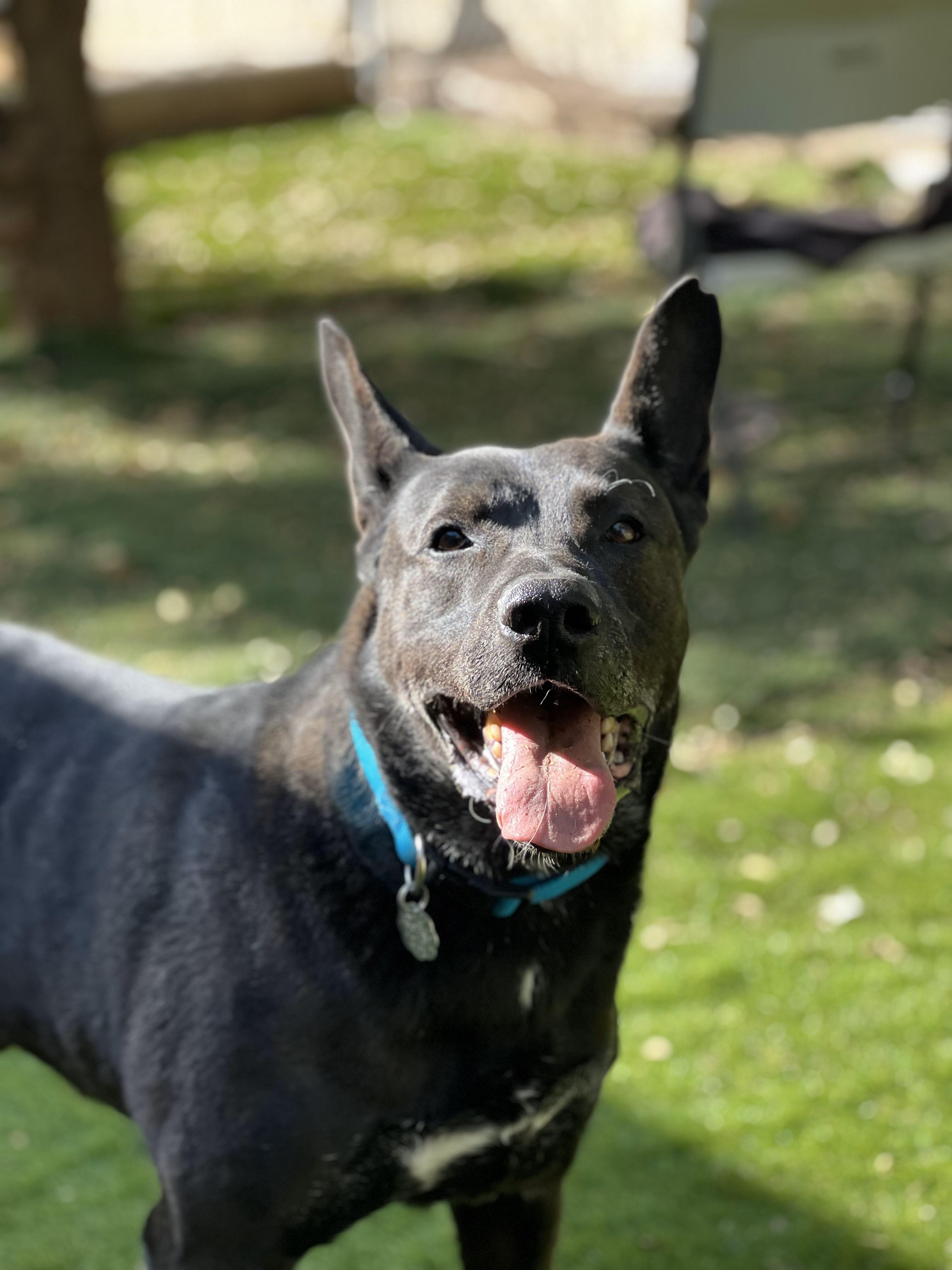 Theo, Adoptable, Senior Male German Shepherd Dog.