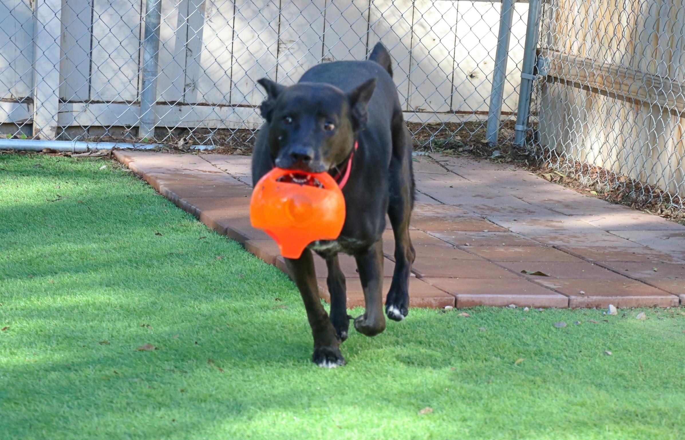 Theo, a Adoptable mixed breed in San Diego, CA image 4/4