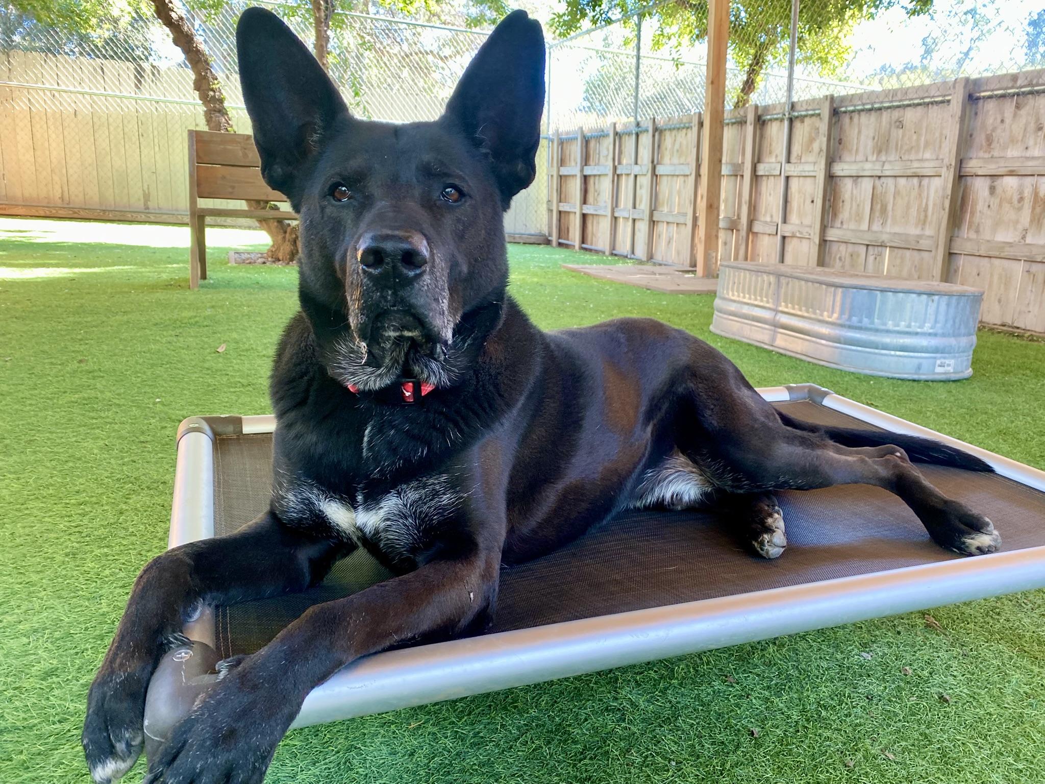 Theo, Adoptable, Senior Male German Shepherd Dog.