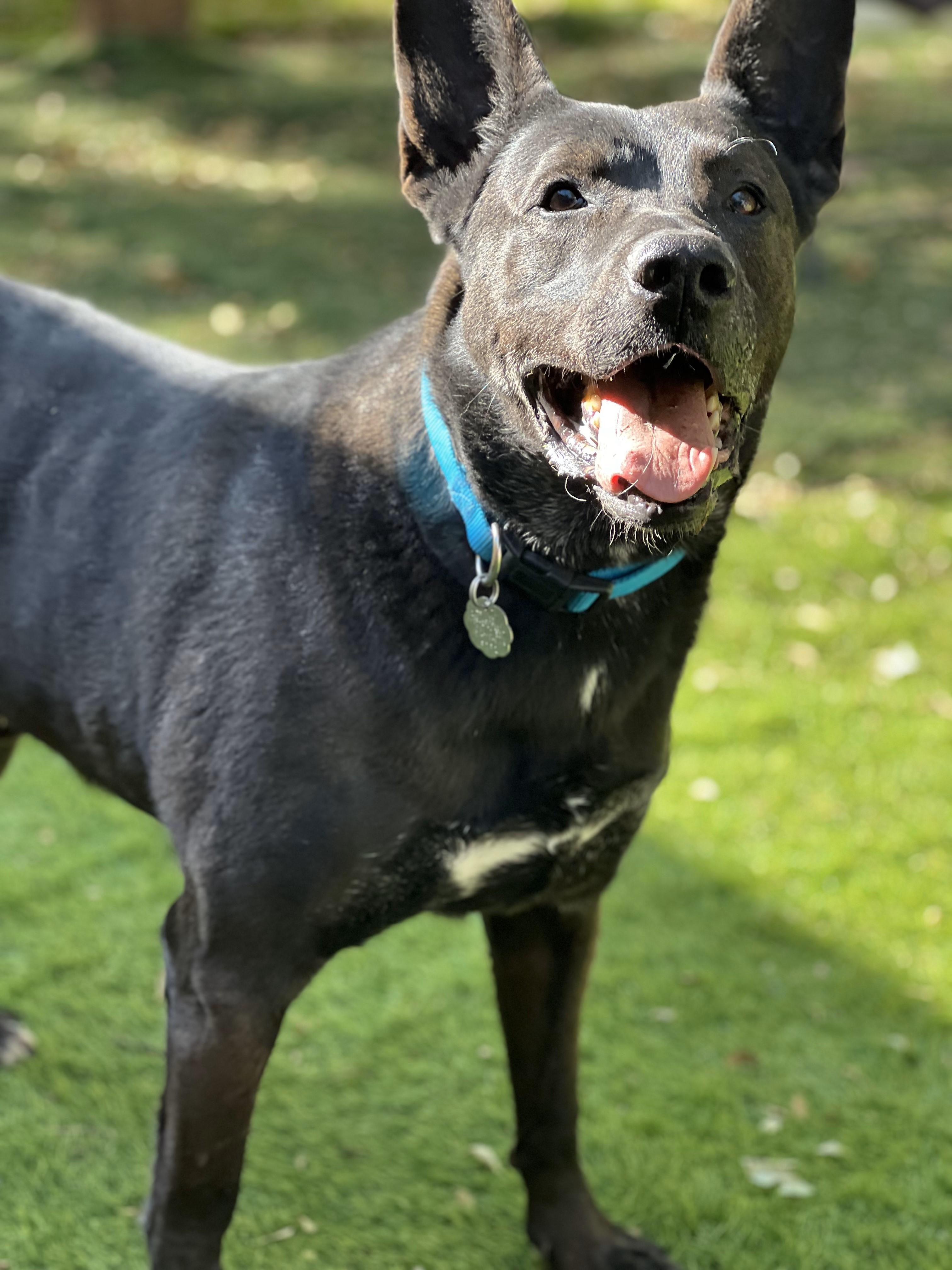 Enlarge Theo, a Adoptable mixed breed image 2/2