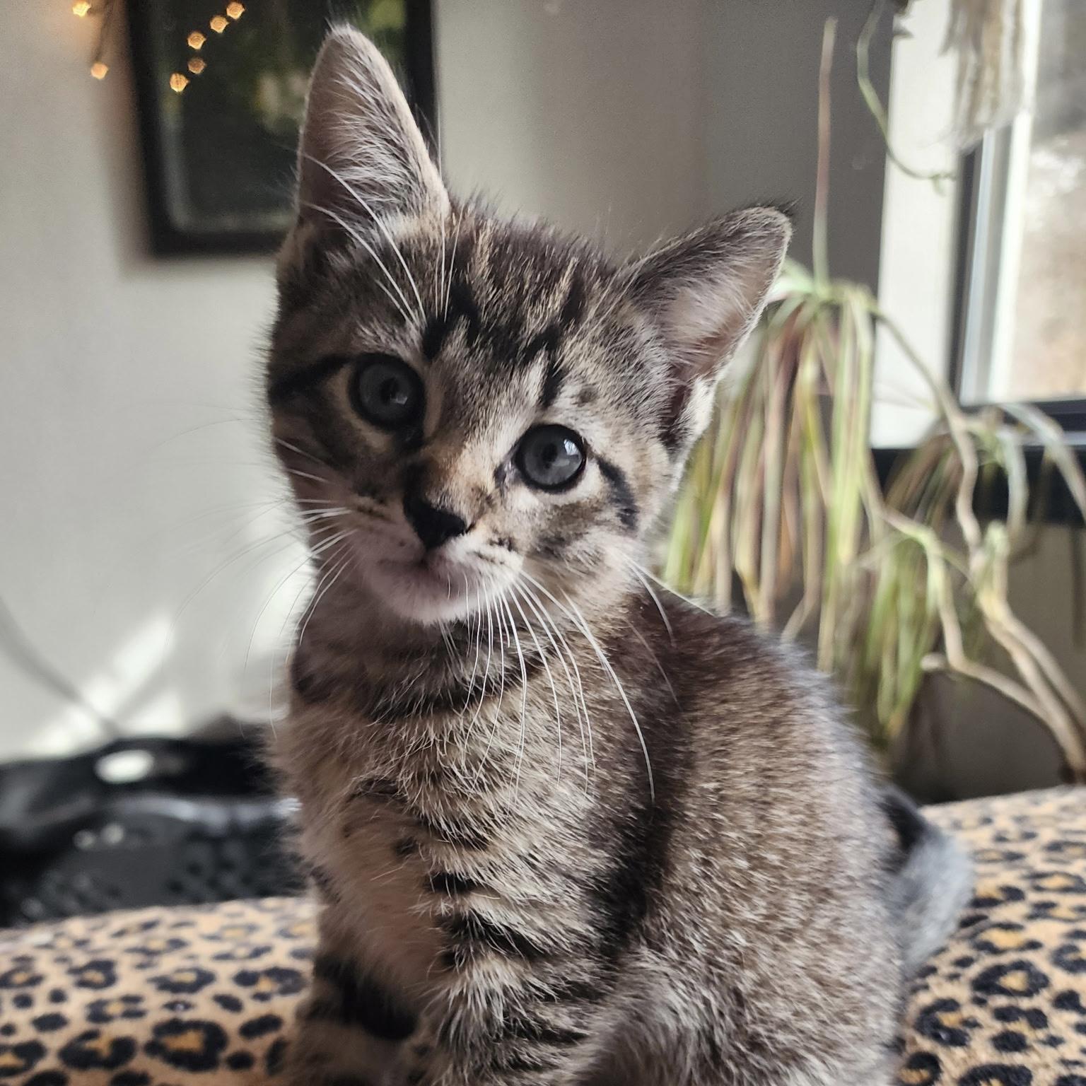 Luke, adoptable, Young Male Domestic Short Hair.