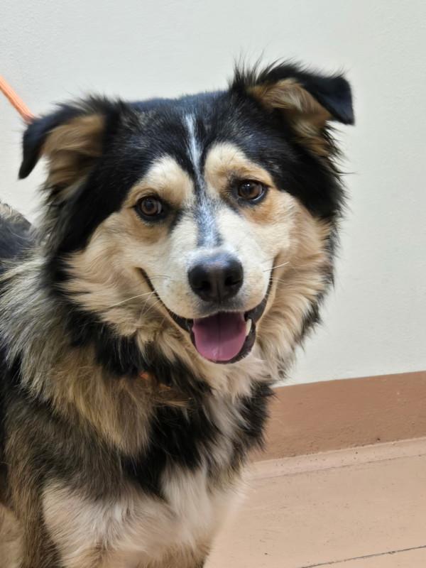 Kiddo, Adoptable, Adult Male Shepherd.