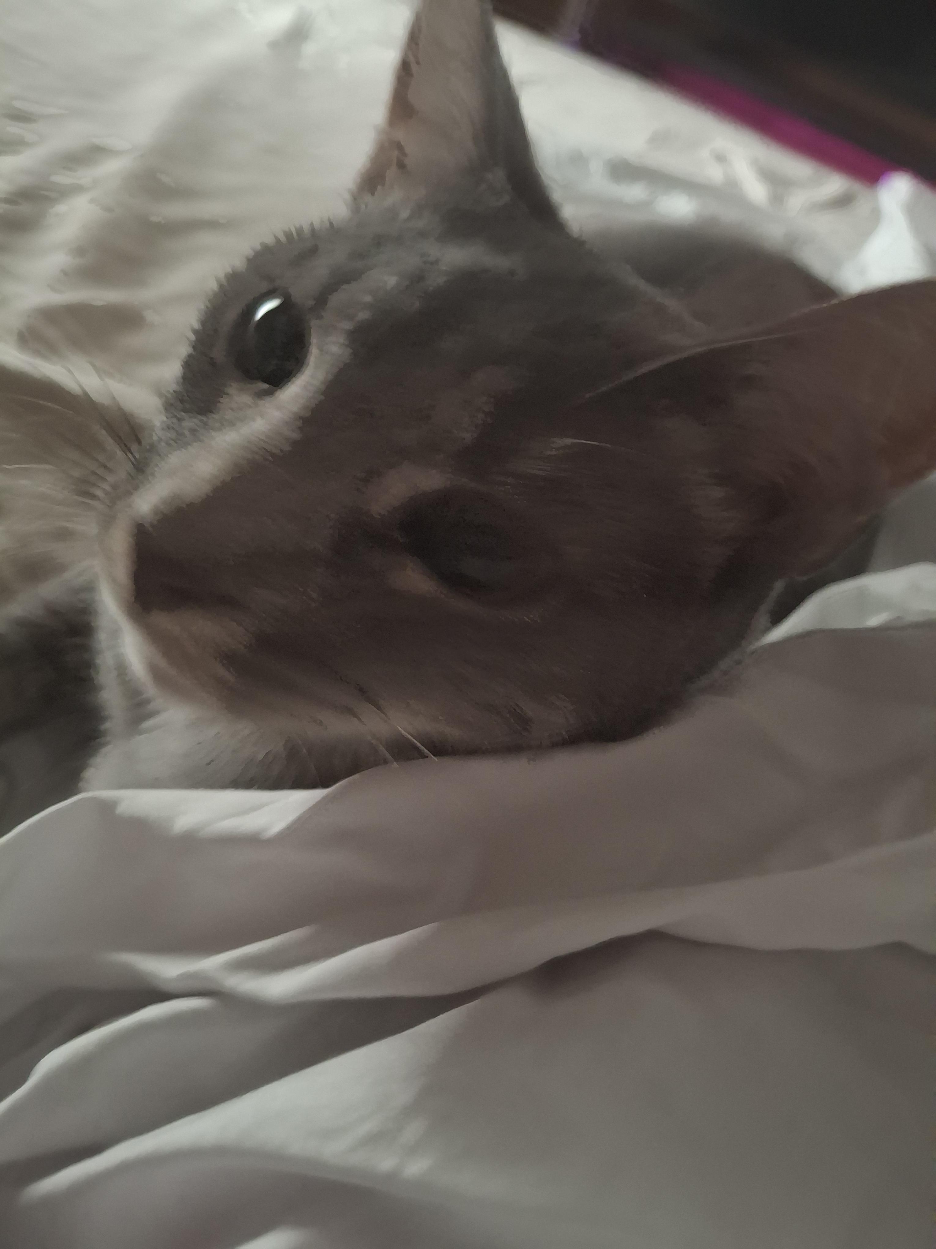 Enlarge Pringle, a Adoptable Domestic Short Hair in Lawrenceville, GA image 1/1