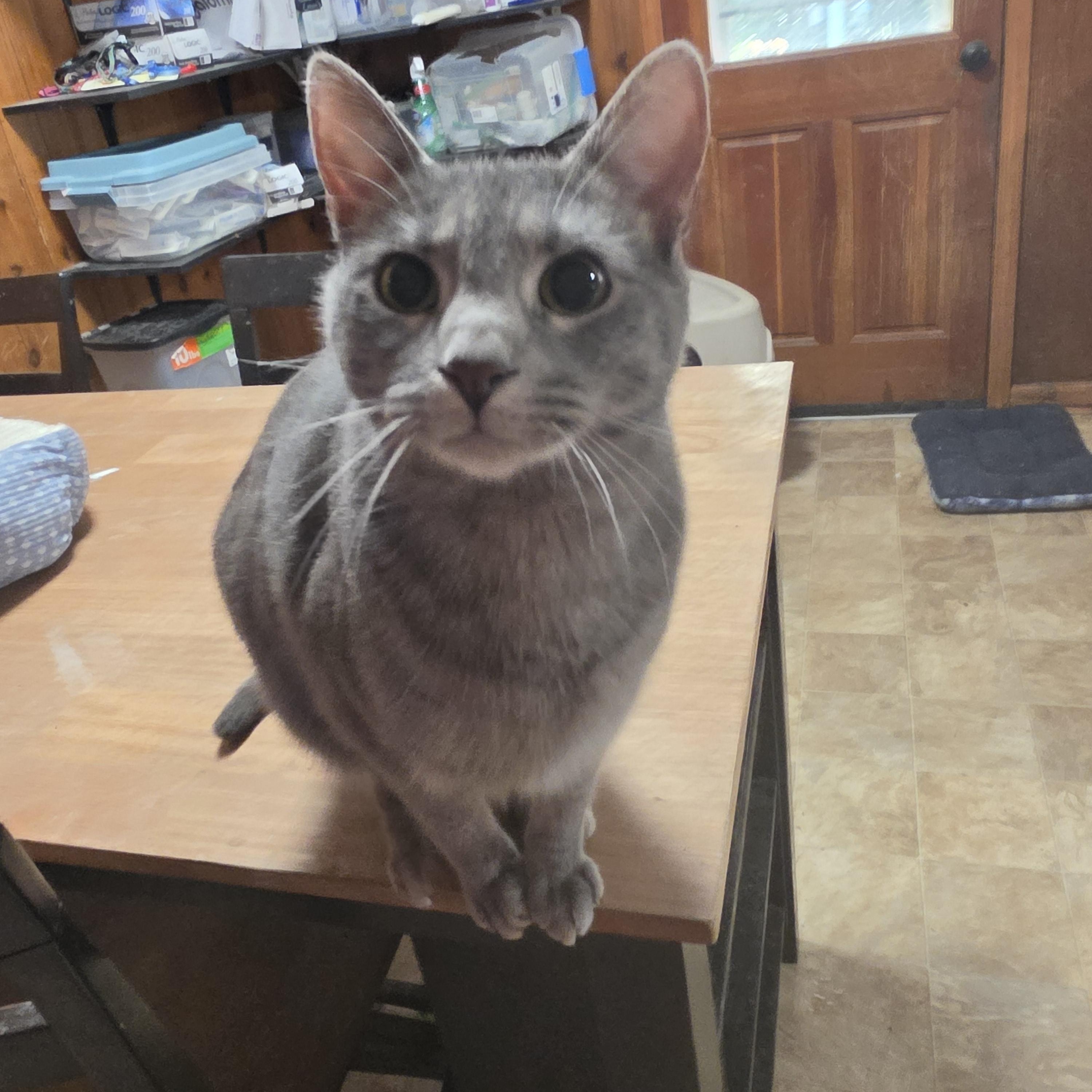 Enlarge Pringle, a Adoptable Domestic Short Hair in Lawrenceville, GA image 1/3
