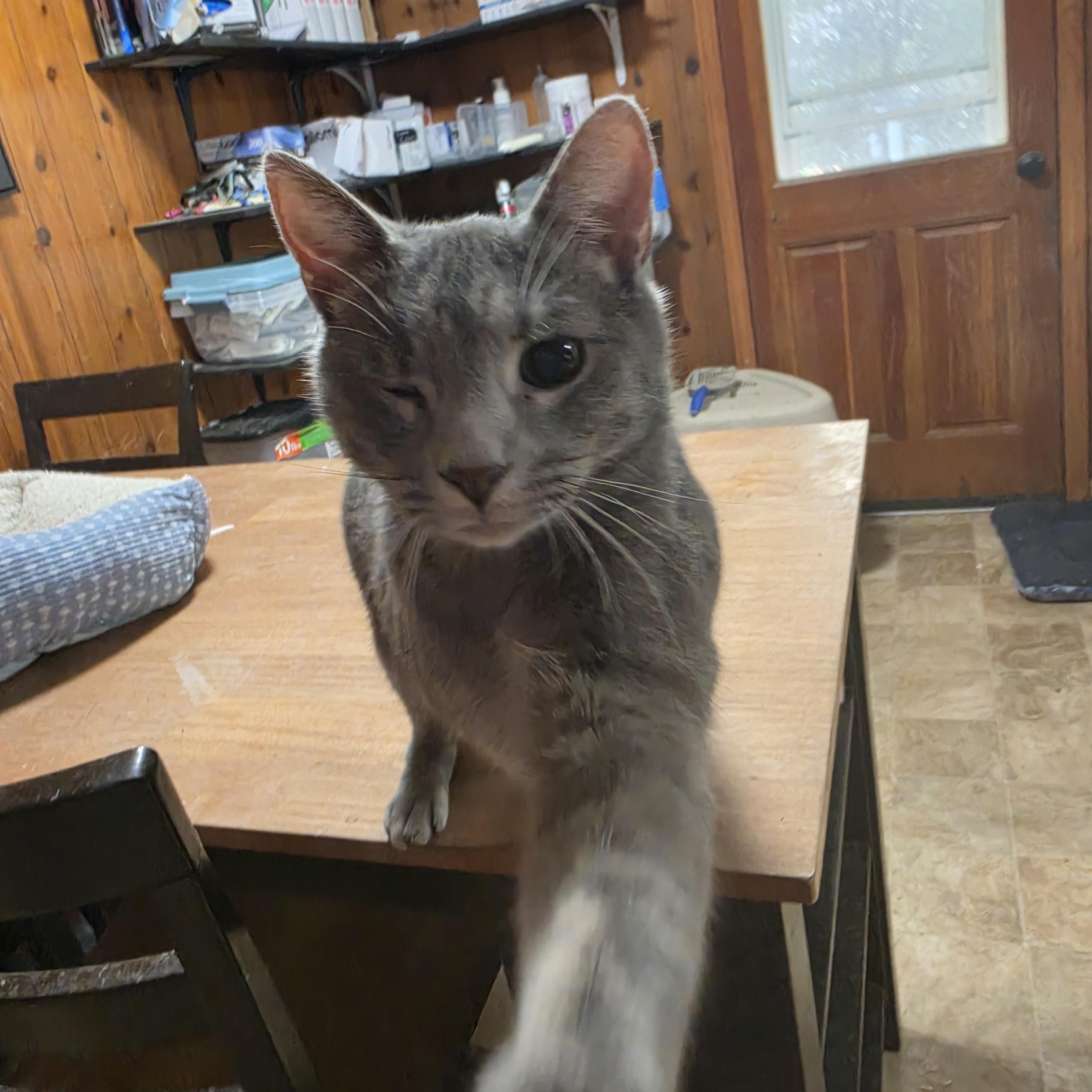 Enlarge Pringle, a Adoptable Domestic Short Hair in Lawrenceville, GA image 3/3