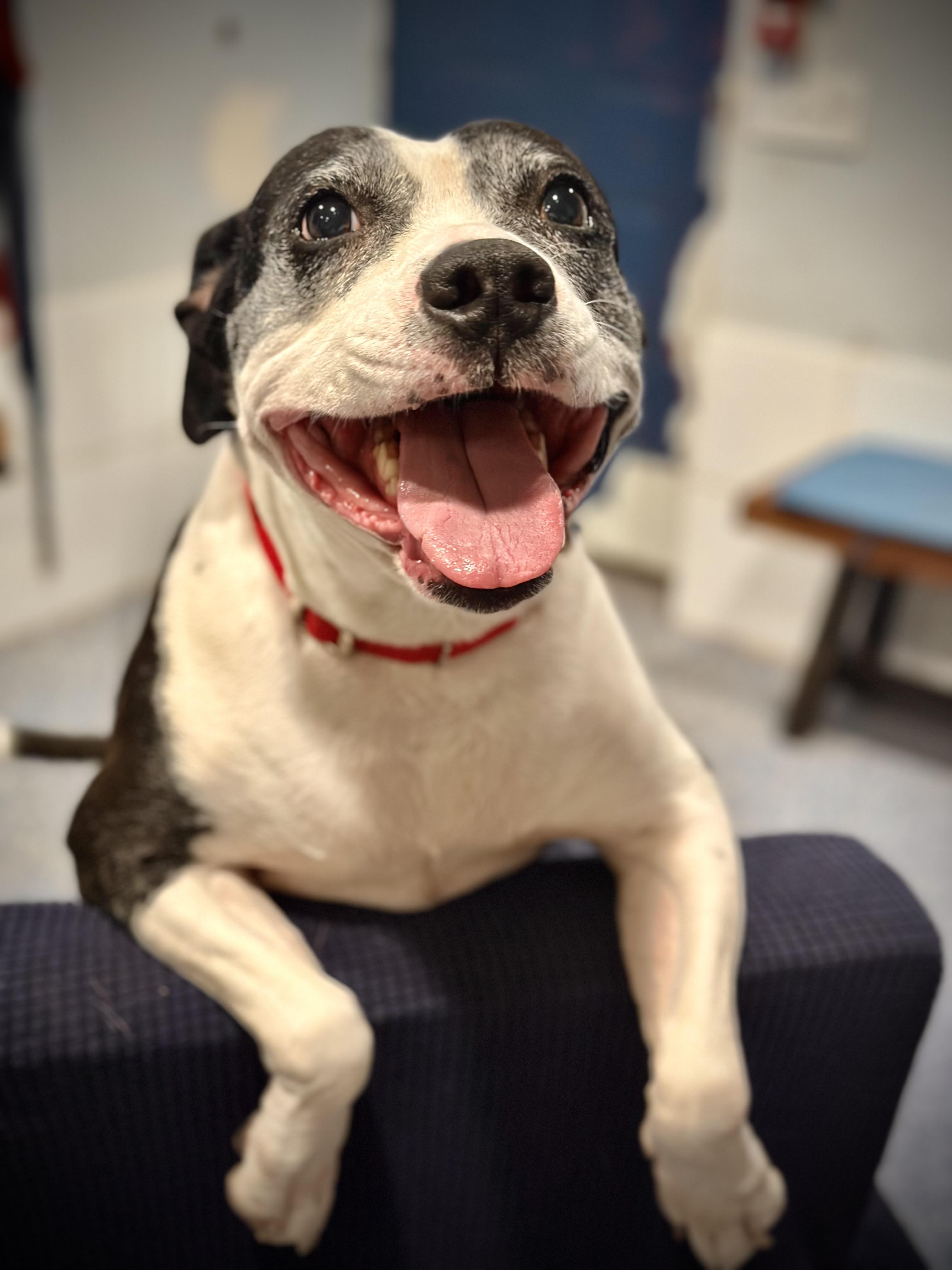 Enlarge Chelle, a ADOPTABLE mixed breed in Silvana, WA image 1/2