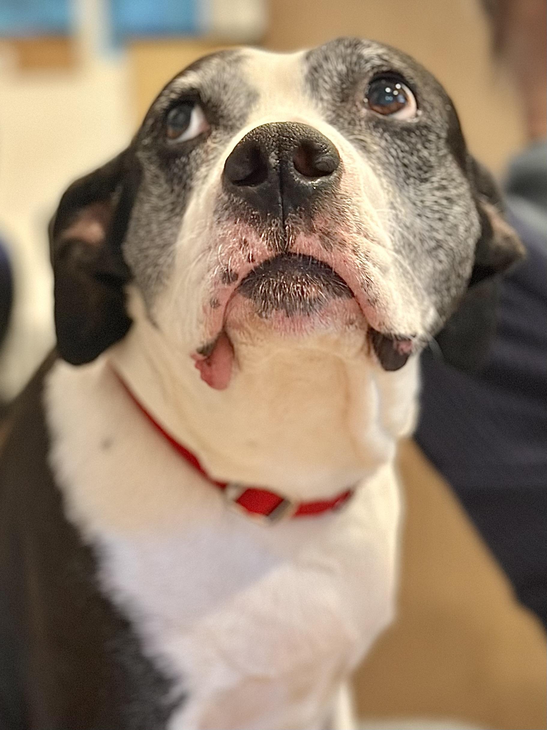 Enlarge Chelle, a ADOPTABLE mixed breed in Silvana, WA image 2/2