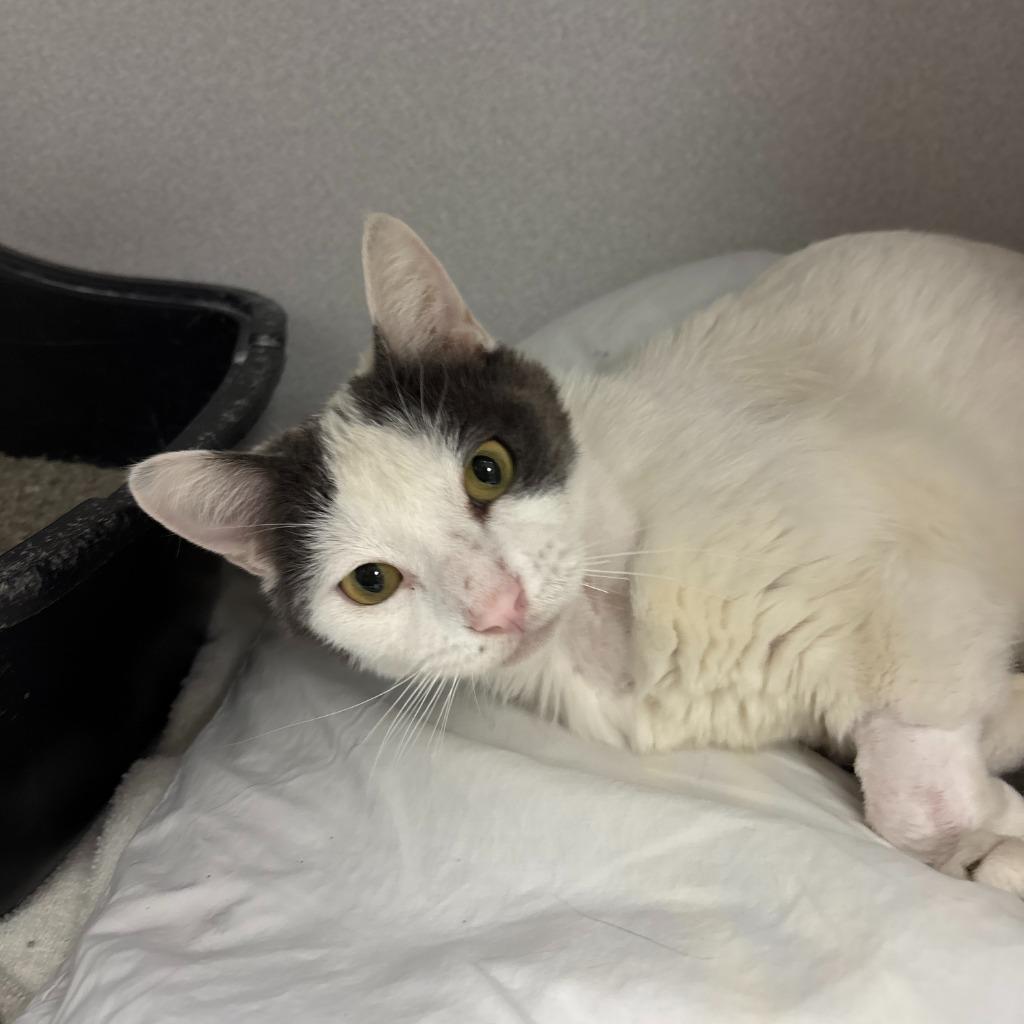 Enlarge Snoopy, a Adoptable mixed breed in Los Angeles, CA image 2/5