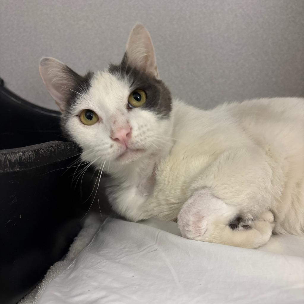 Enlarge Snoopy, a Adoptable mixed breed in Los Angeles, CA image 5/5