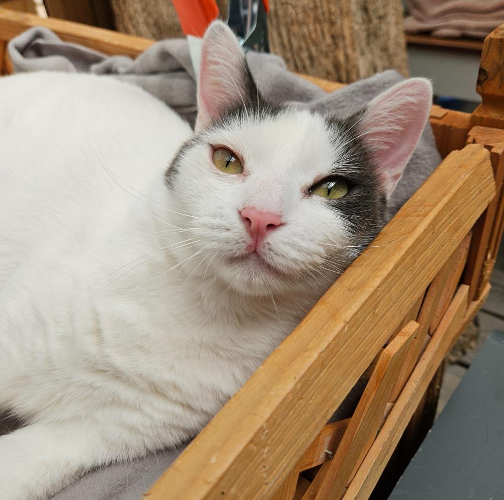 Enlarge Snoopy, a Adoptable mixed breed in Los Angeles, CA image 1/5