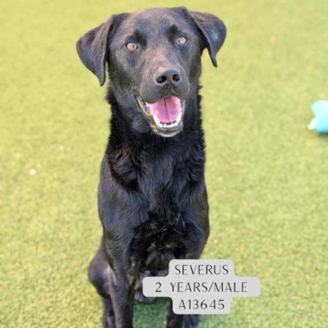 Severus, Adoptable, Adult Male Labrador Retriever & Mixed Breed.