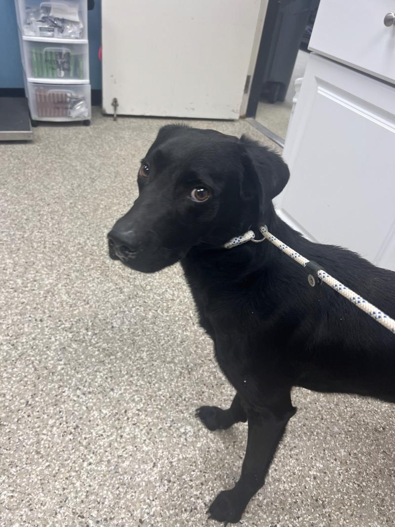 Enlarge Severus, a Adoptable mixed breed in Supply, NC image 2/2