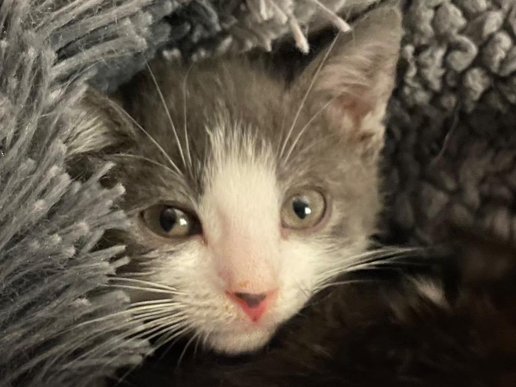 Valentino, Adoptable, Kitten Male Domestic Short Hair.