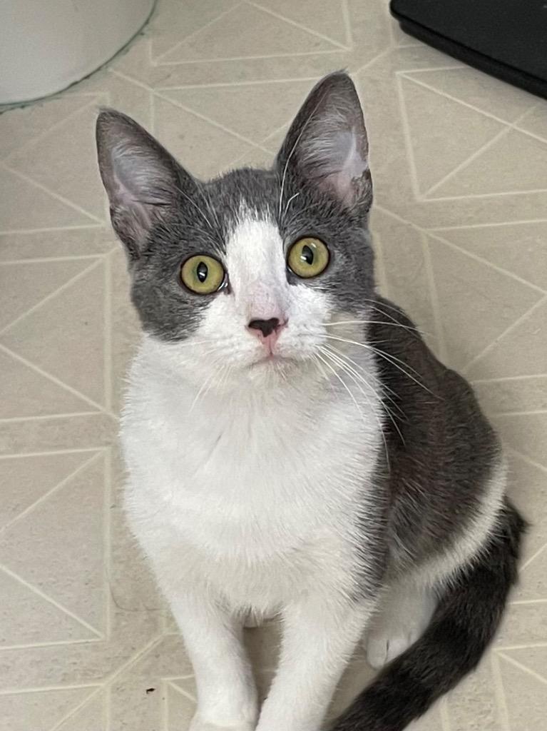 Enlarge Valentino, a Adoptable mixed breed in Newaygo, MI image 2/2